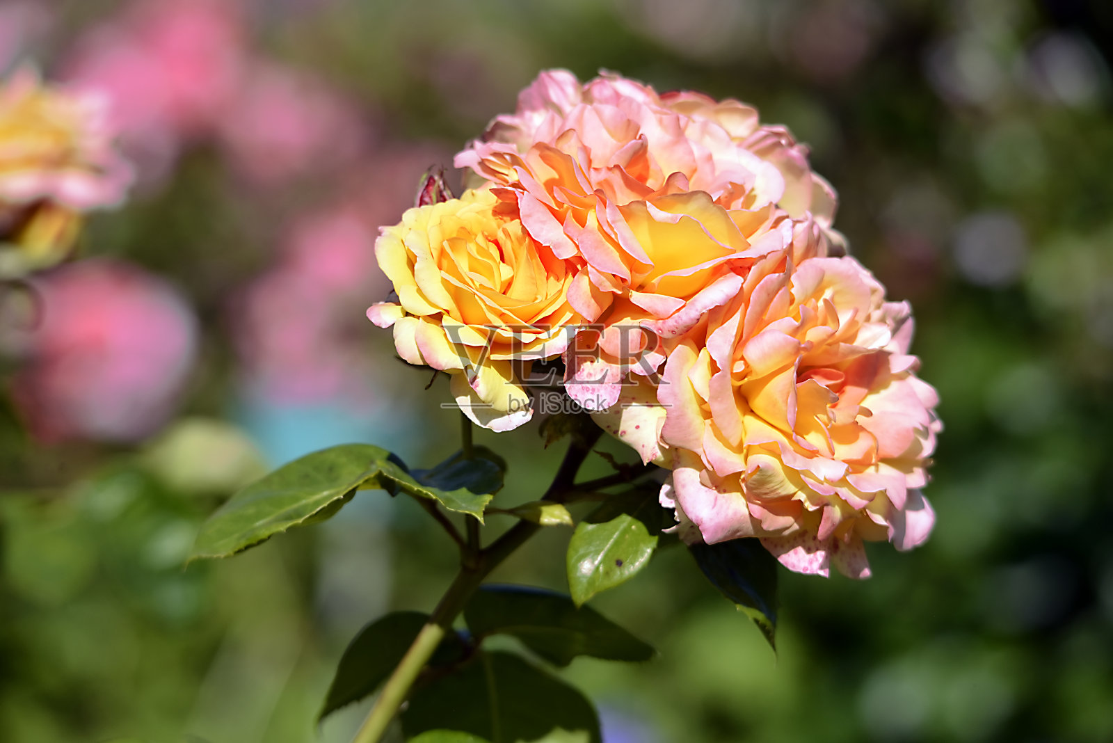 粉红色的玫瑰花在花园里照片摄影图片