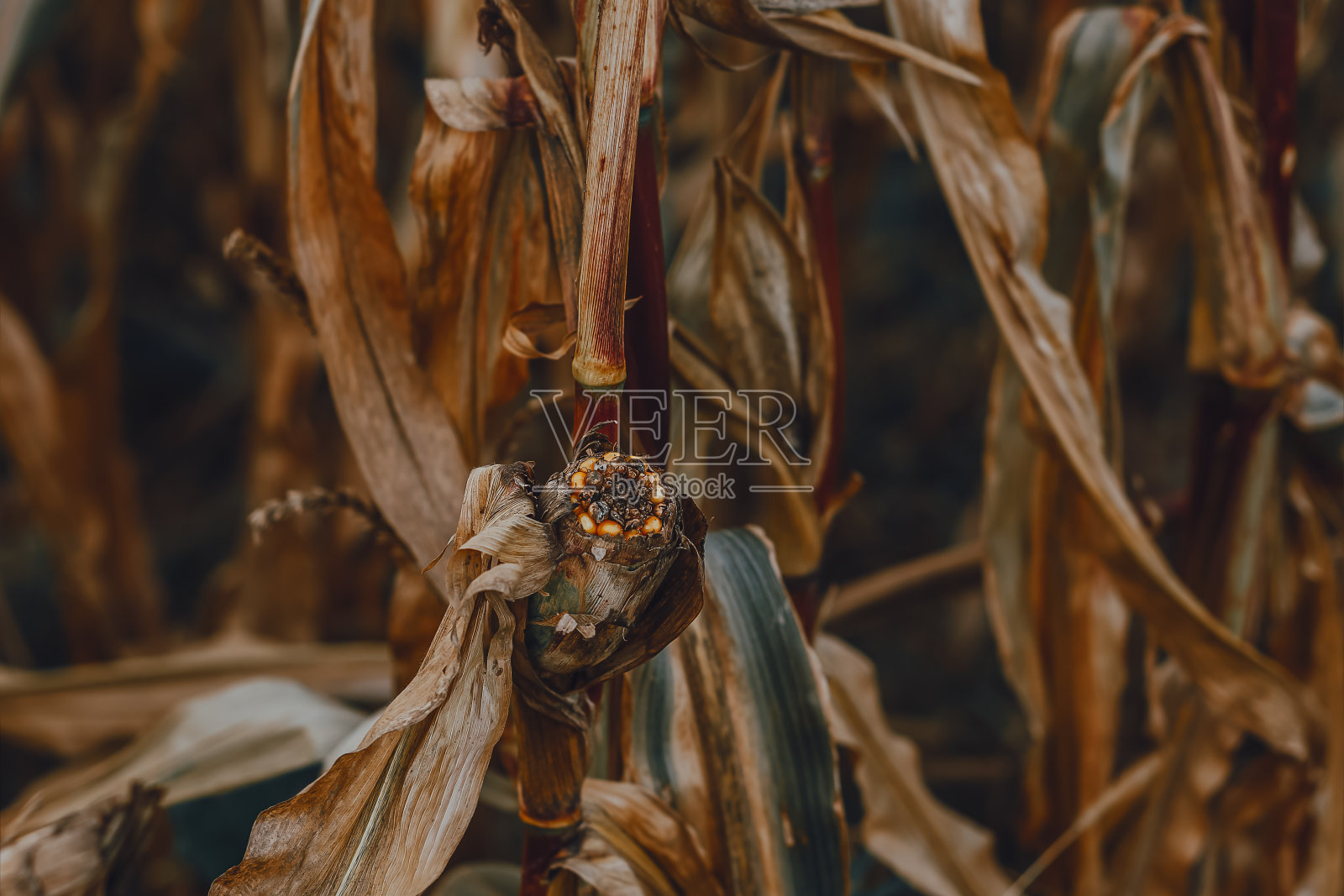 秋天树枝上的玉米穗。乡村生活。自然照片摄影图片