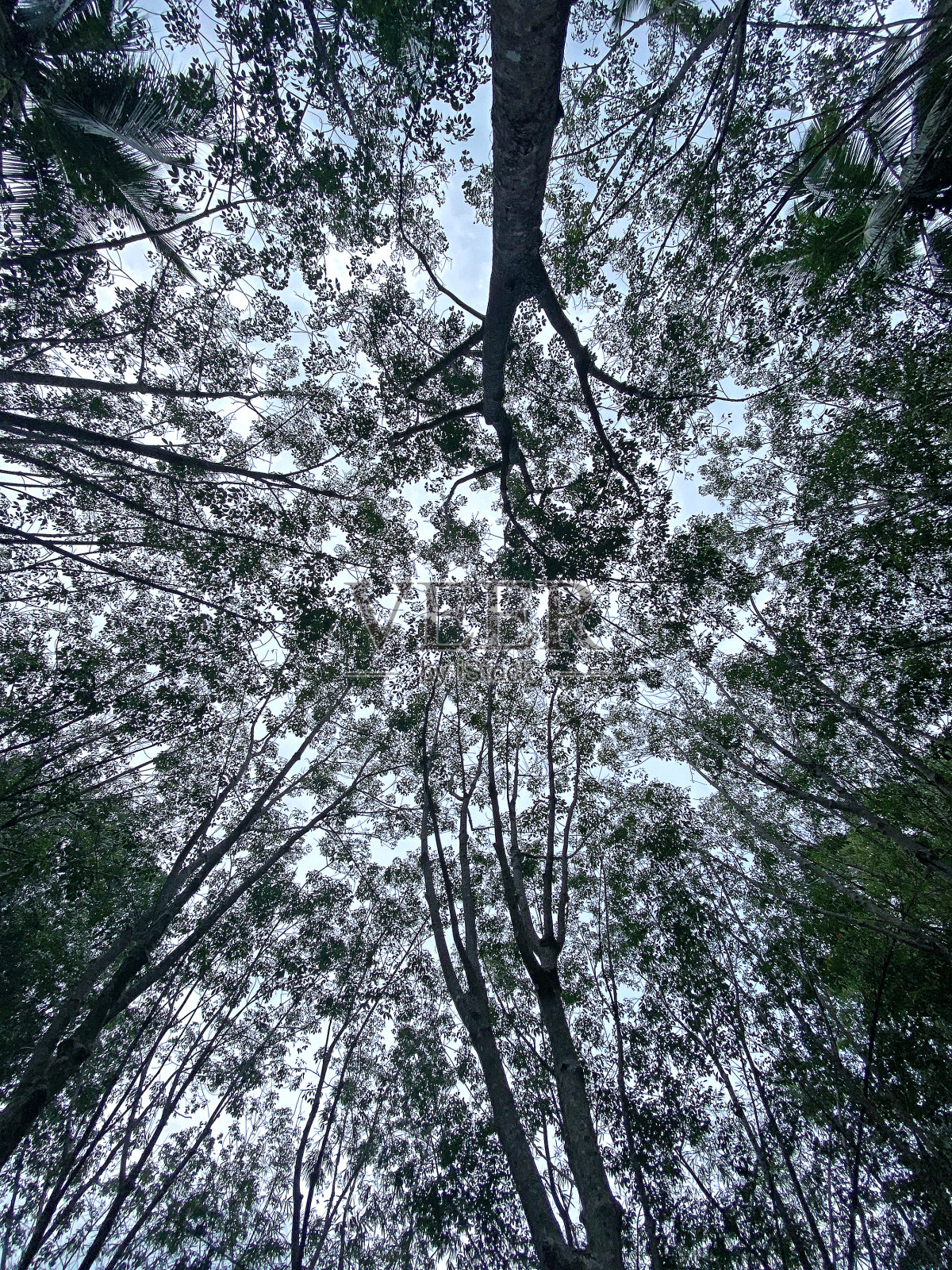 橡胶树林里的绿叶映着天空照片摄影图片