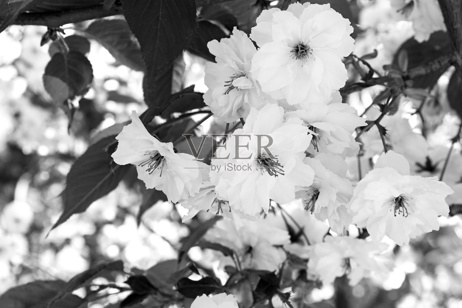 小樱。春天的樱花。美丽的白色花朵。黑白滤镜照片摄影图片