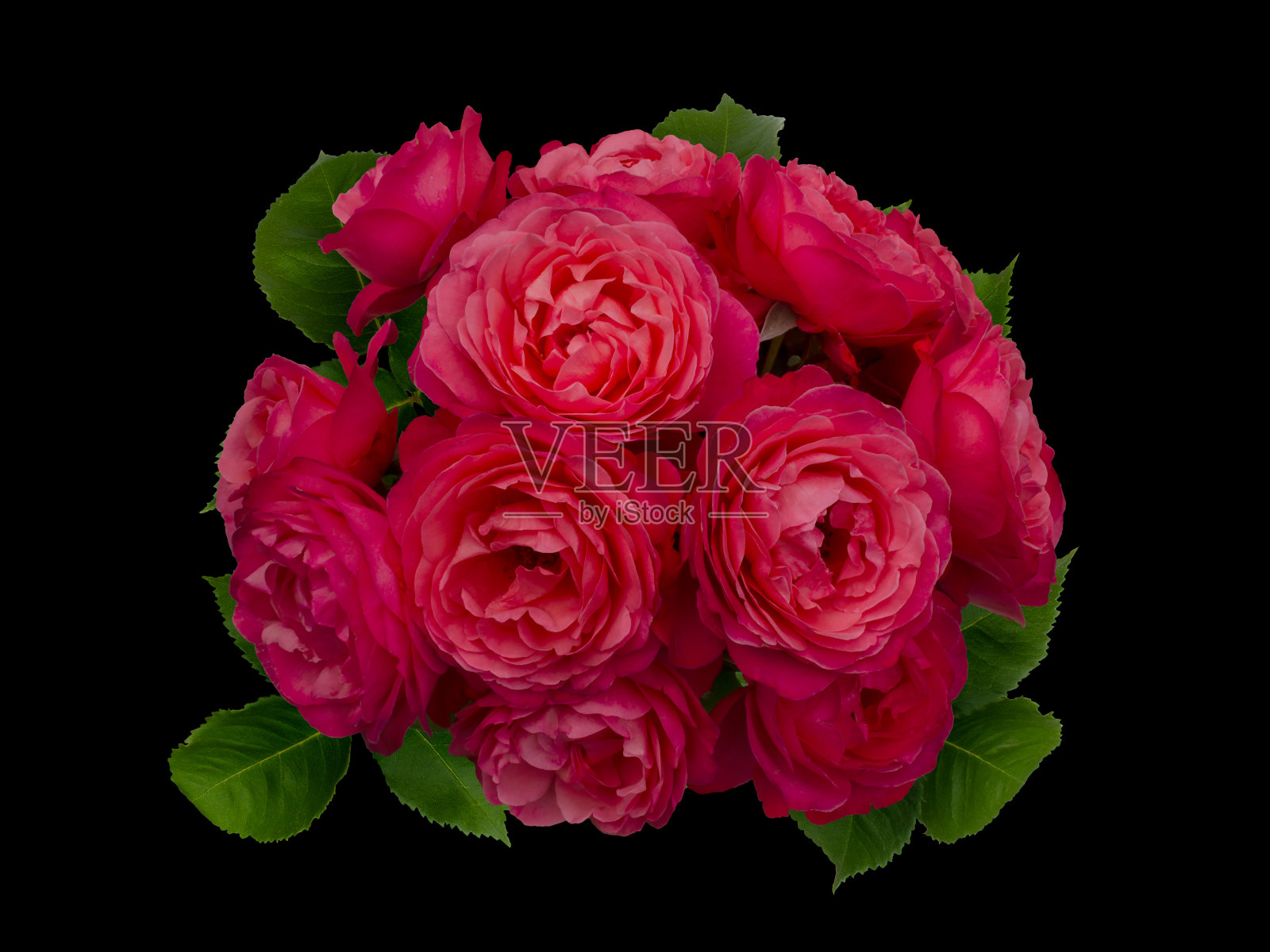 猩红色玫瑰花排列孤立在黑色的背景照片摄影图片