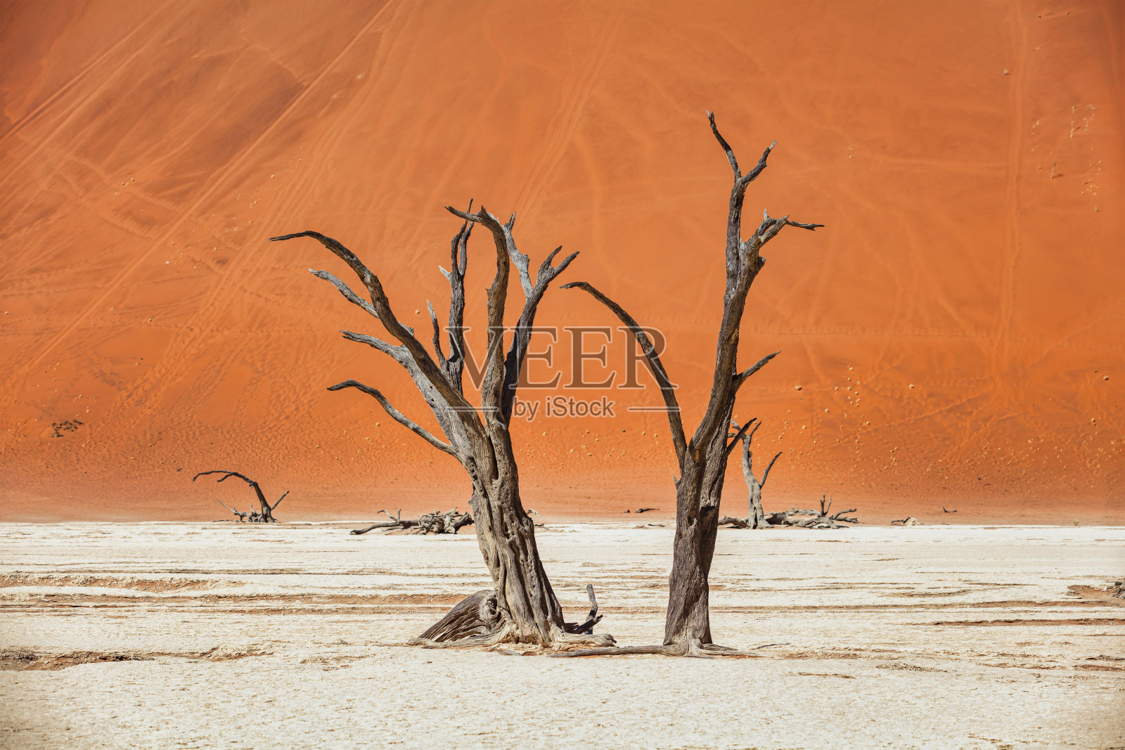 死谷死树纳米布沙漠索苏斯韦莱纳米比亚照片摄影图片