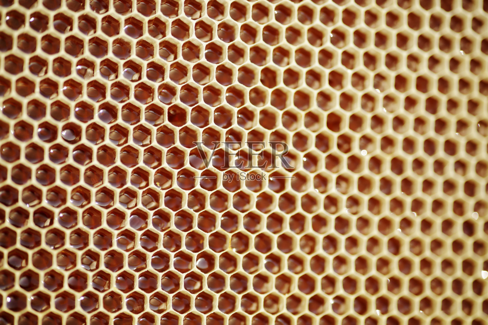 装满蜂蜜的蜂巢照片摄影图片