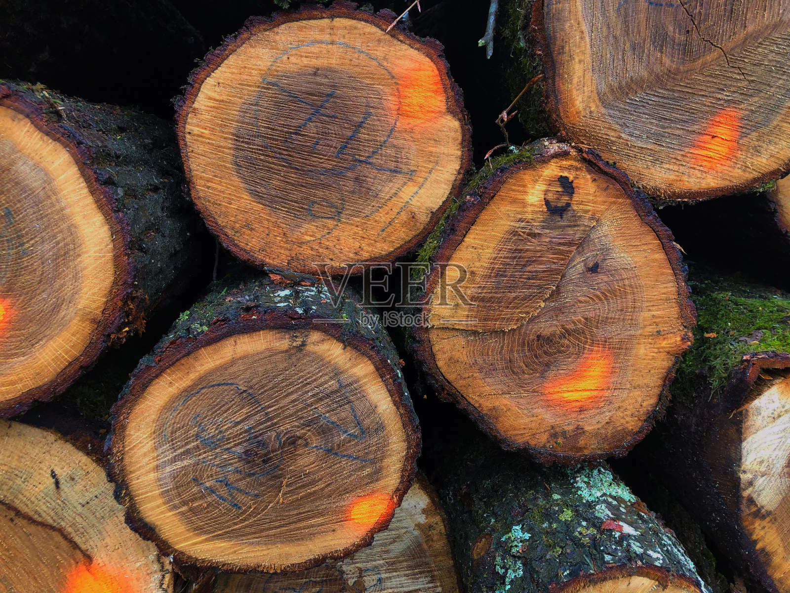 冬天森林里的木材收割照片摄影图片