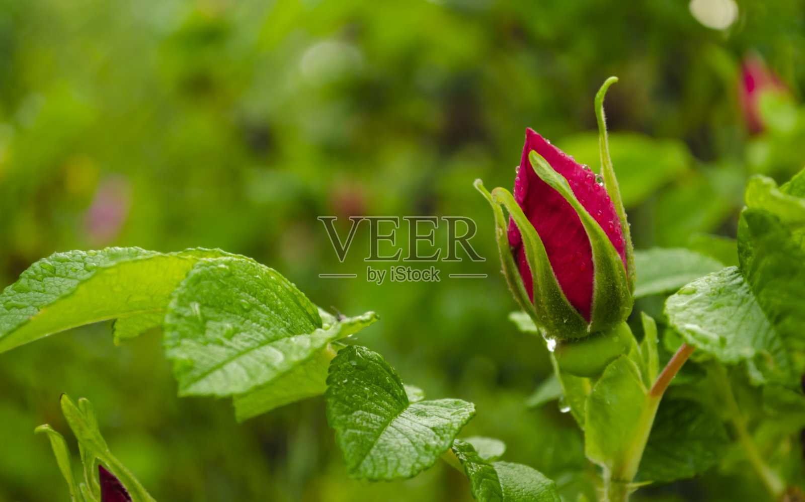 玫瑰花园里的红玫瑰。软的焦点。玫瑰花在玫瑰花园里，带着雨滴。空间的文本。照片摄影图片