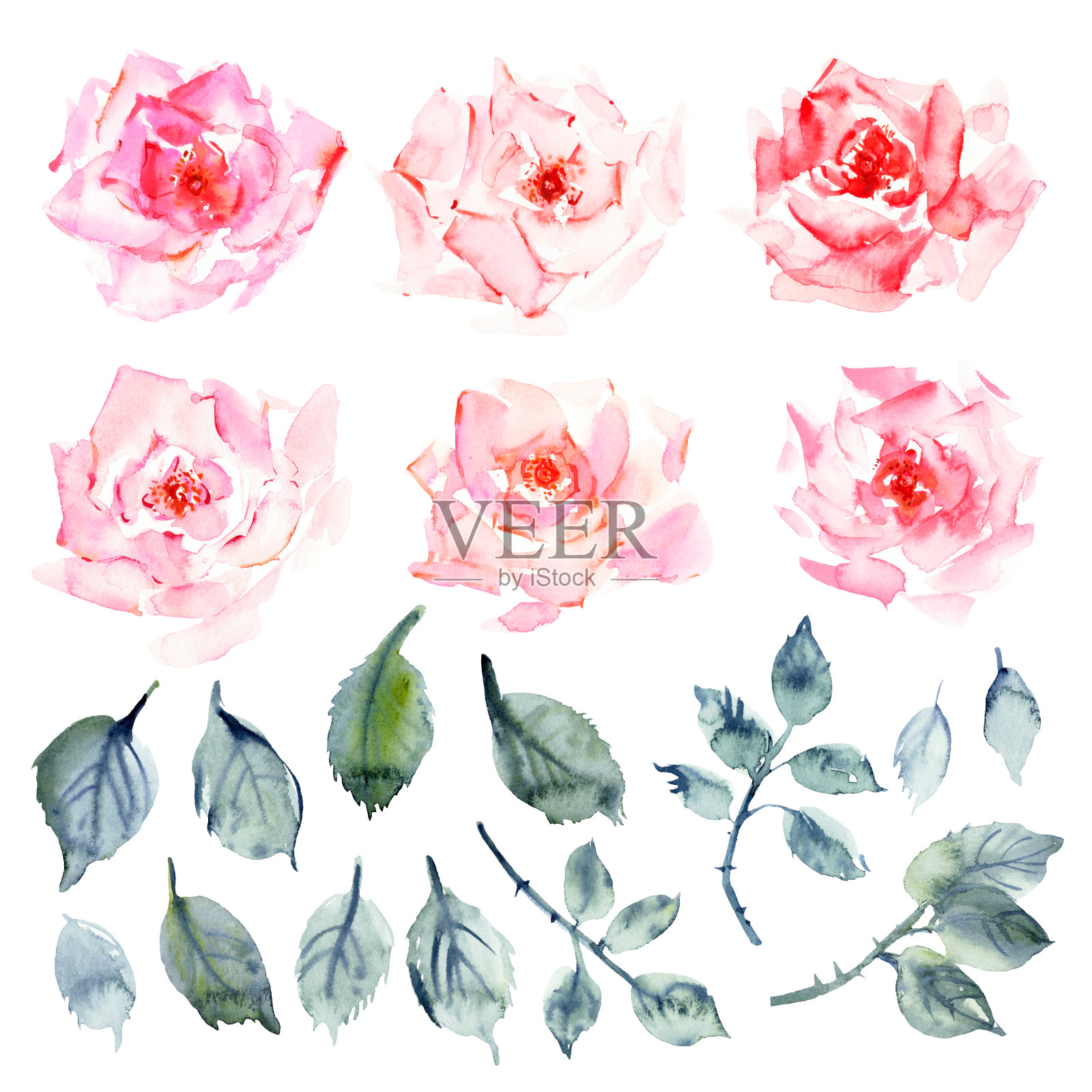 手绘水彩玫瑰花，树叶和树枝，粉红色的污渍插画图片素材
