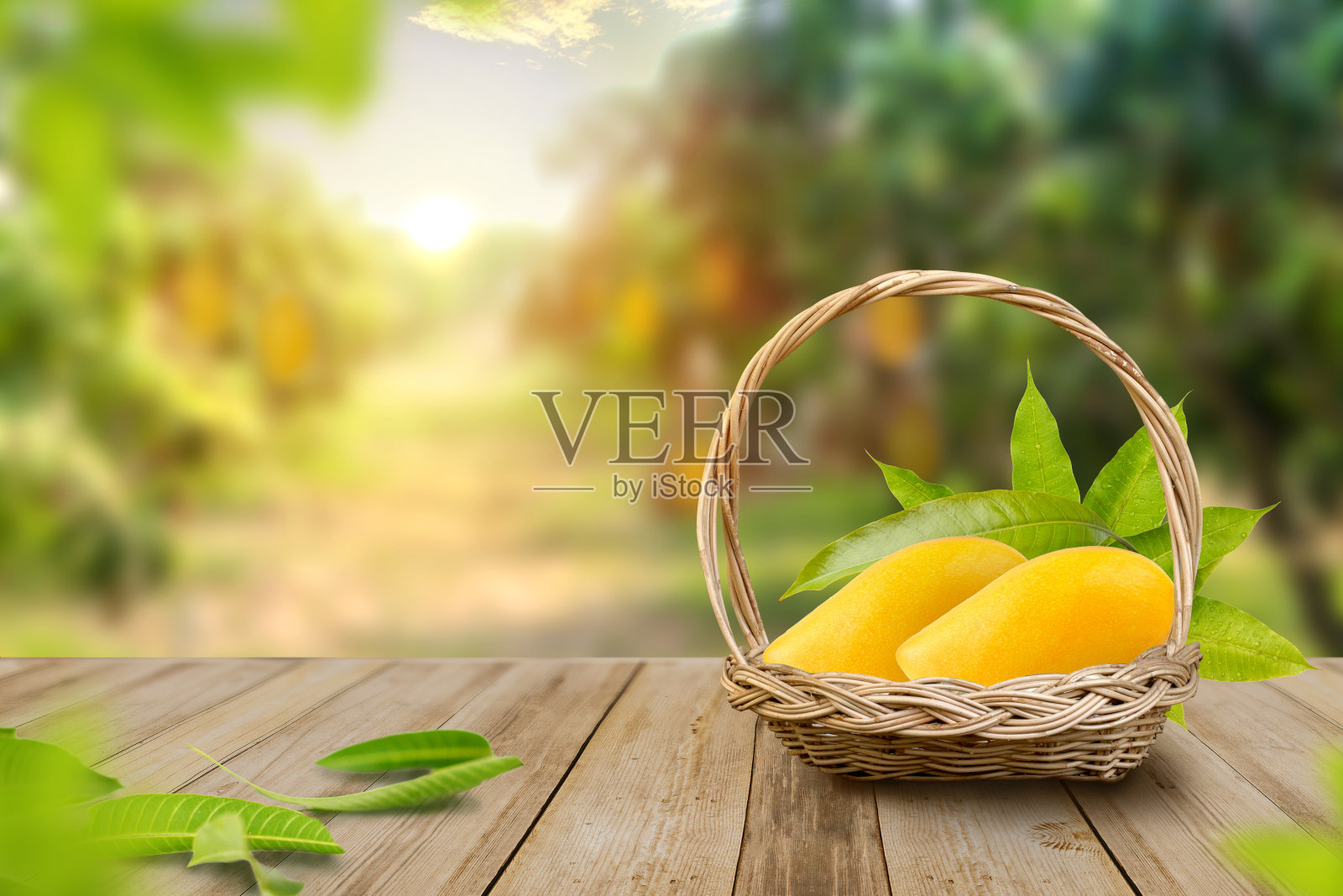 热带芒果水果与树叶在篮子与树叶和农场的背景照片摄影图片