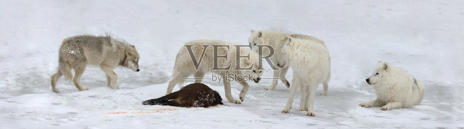 一群冬季捕猎的北极狼照片摄影图片