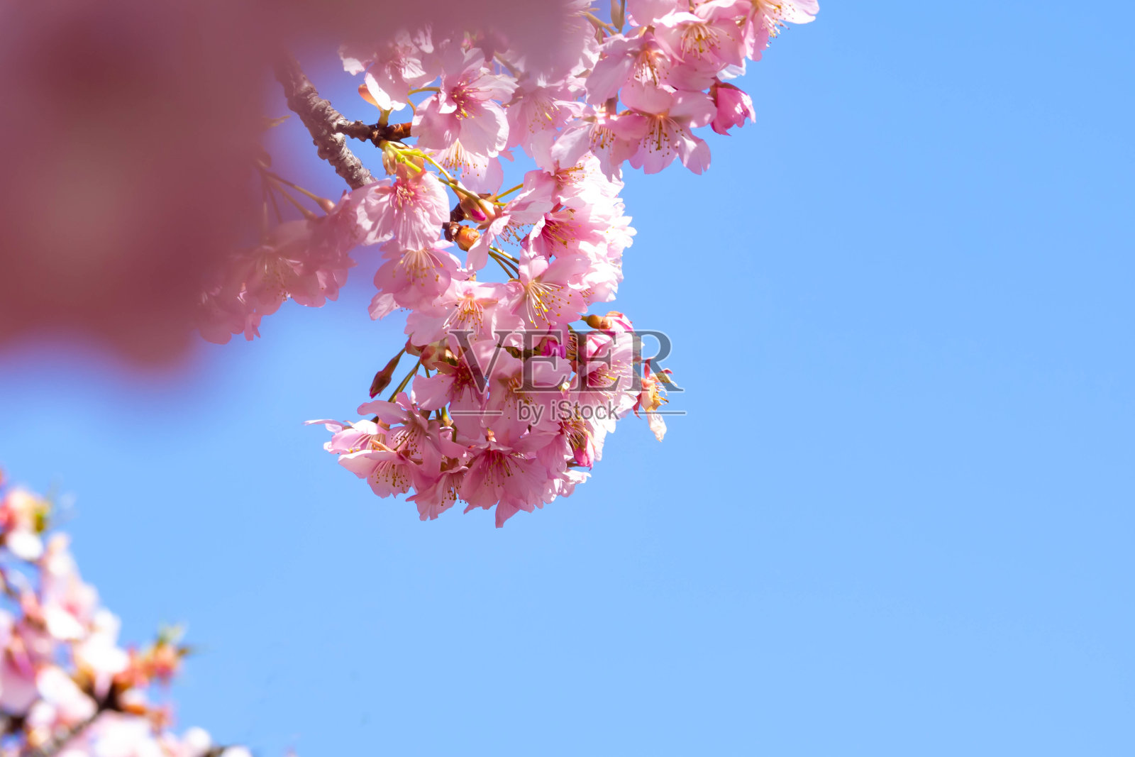 蓝色的天空衬托着川崎樱花盛开照片摄影图片