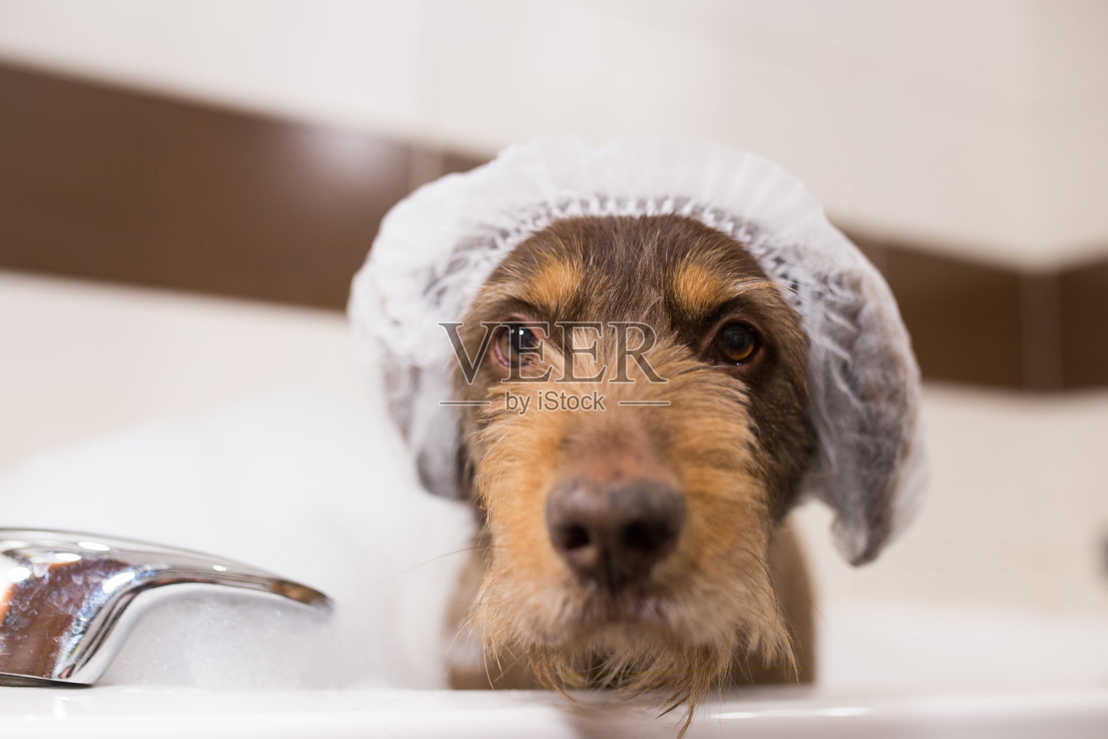在浴缸里戴着浴帽的老杂种狗的肖像照片摄影图片