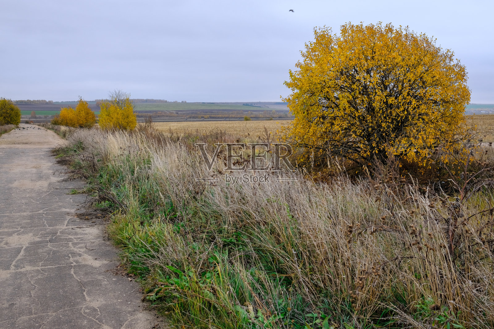 秋天的时候，破旧的乡村小路笔直地走到远处，在它的旁边还可以看到残存的枯草和绿叶，在它的旁边还有一棵覆盖着亮黄色的fo的树照片摄影图片