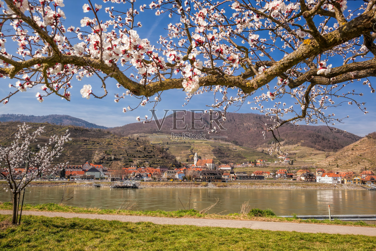 奥地利瓦肖河谷，多瑙河畔的斯皮茨村，教堂旁的杏树照片摄影图片