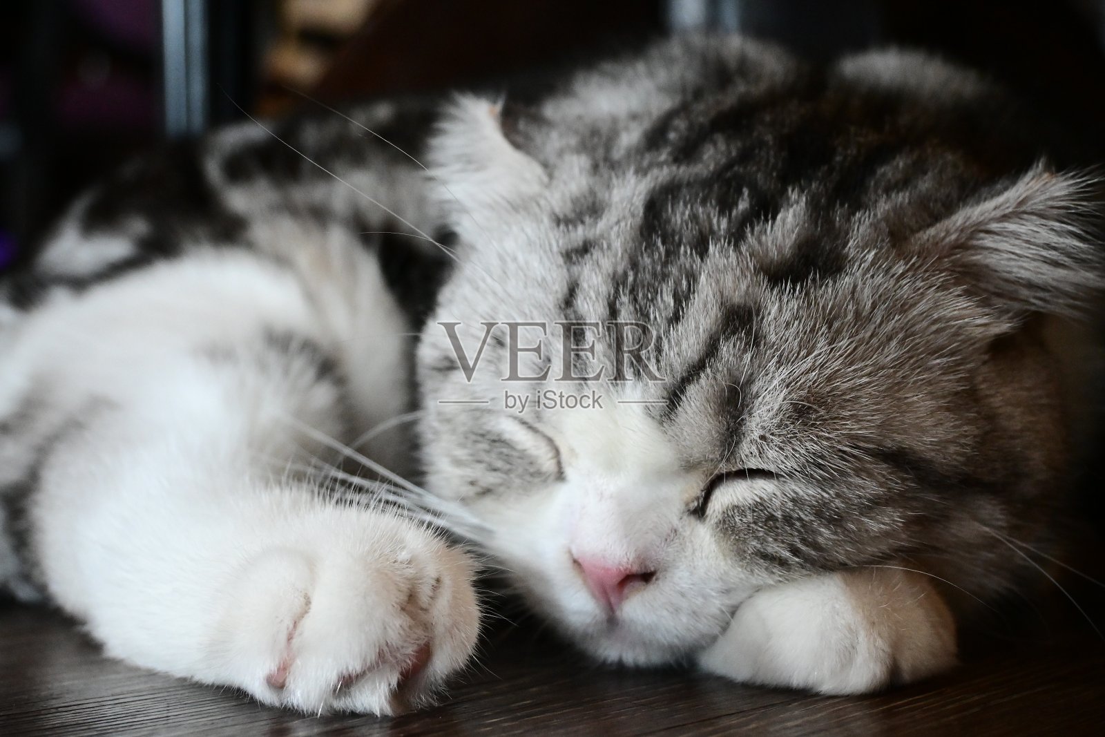昏昏欲睡的猫-可爱的猫的特写肖像照片摄影图片