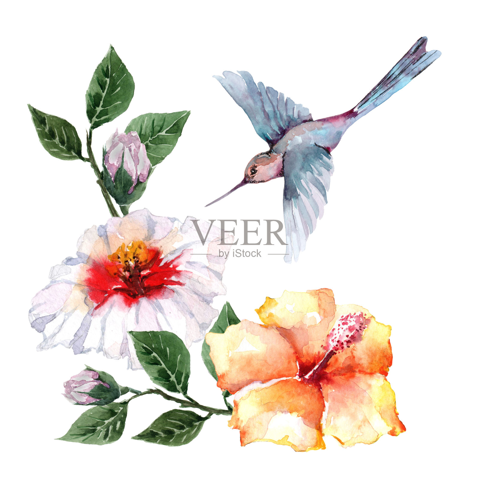 飞行鸟蜂鸟与热带花和木槿花蕾枝条与绿叶。白色背景上的水彩画。插画图片素材
