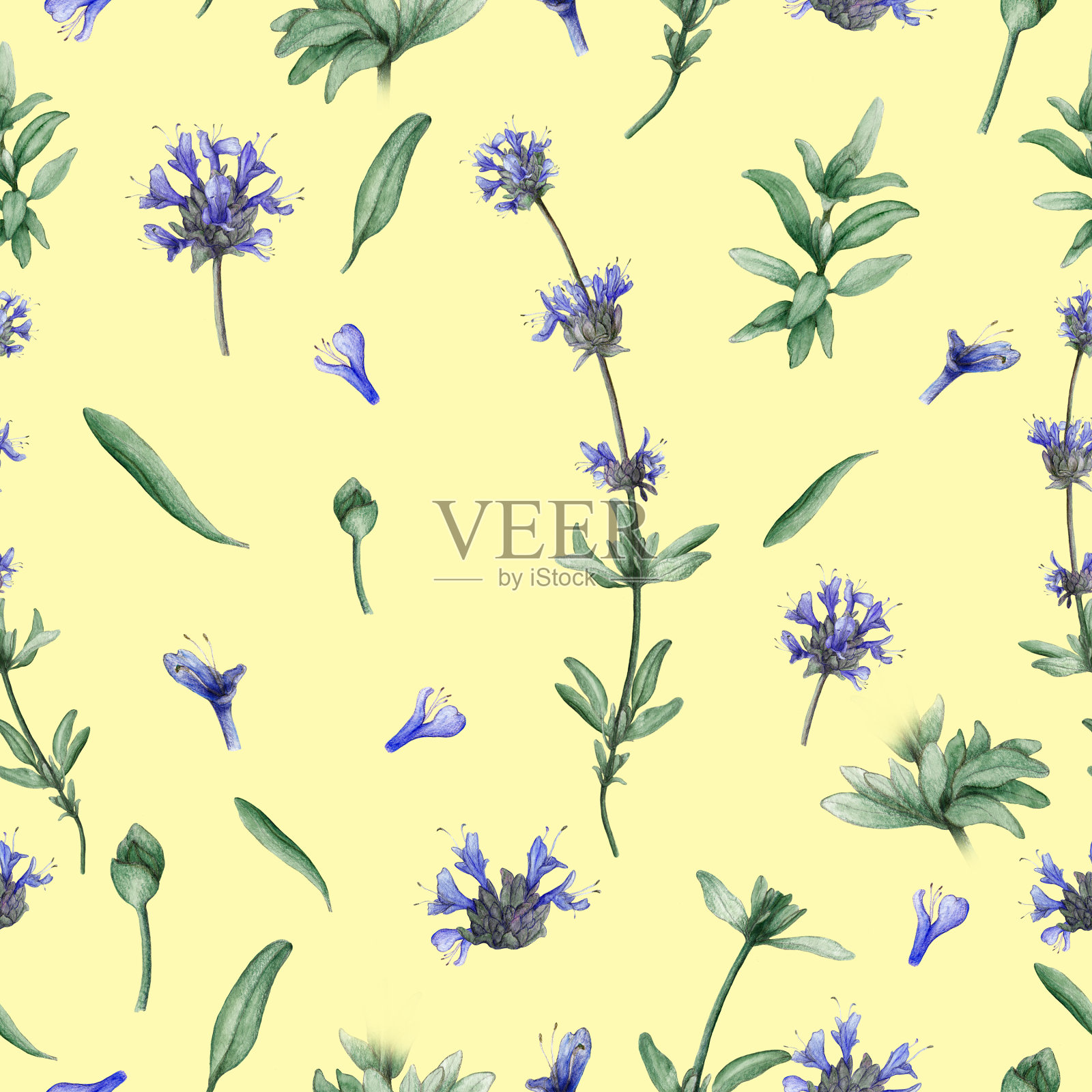 水彩无缝图案的克利夫兰鼠尾草植物插画图片素材