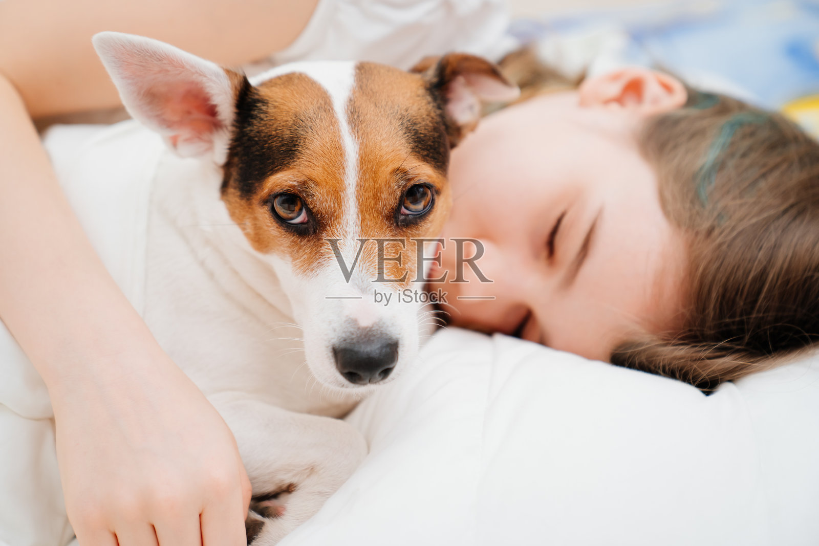 一个十几岁的女孩和她的狗睡在床上。杰克罗素梗。照片摄影图片