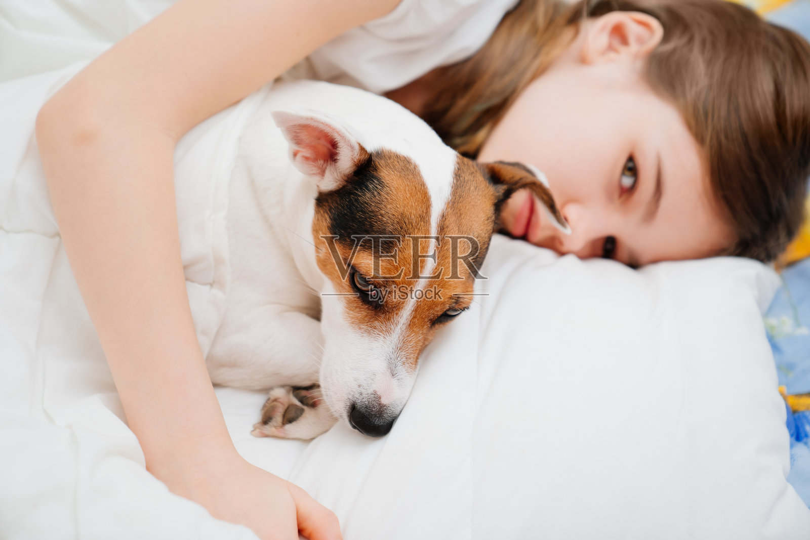 一个十几岁的女孩和她的狗睡在床上。杰克罗素梗。照片摄影图片