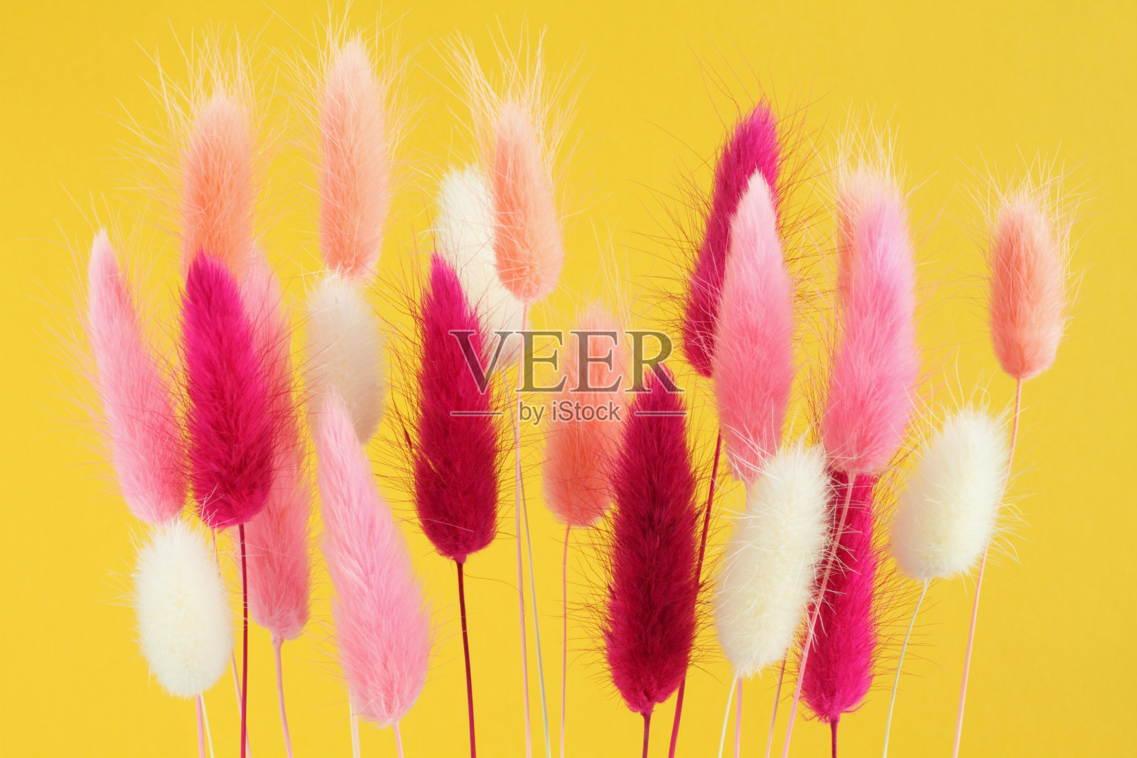 粉红色，白色，浅珊瑚和洋红颜色的山楂花(兔尾草)在黄色的背景。特写镜头照片摄影图片