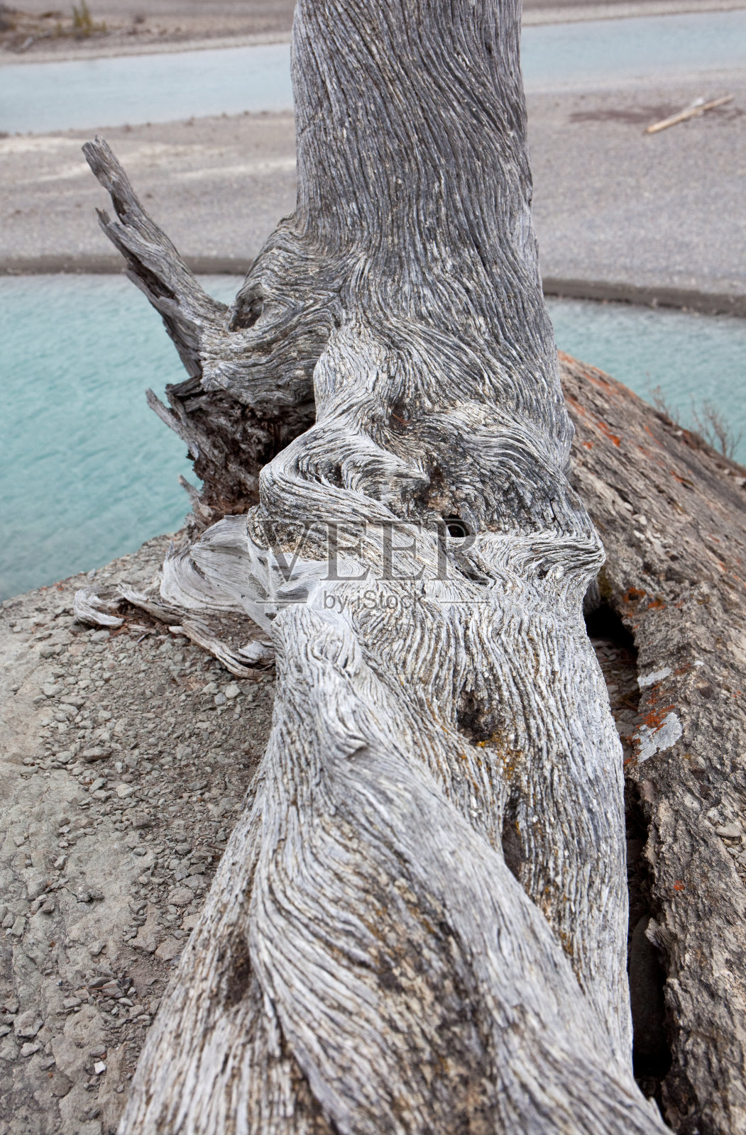 死松木树干细节照片摄影图片