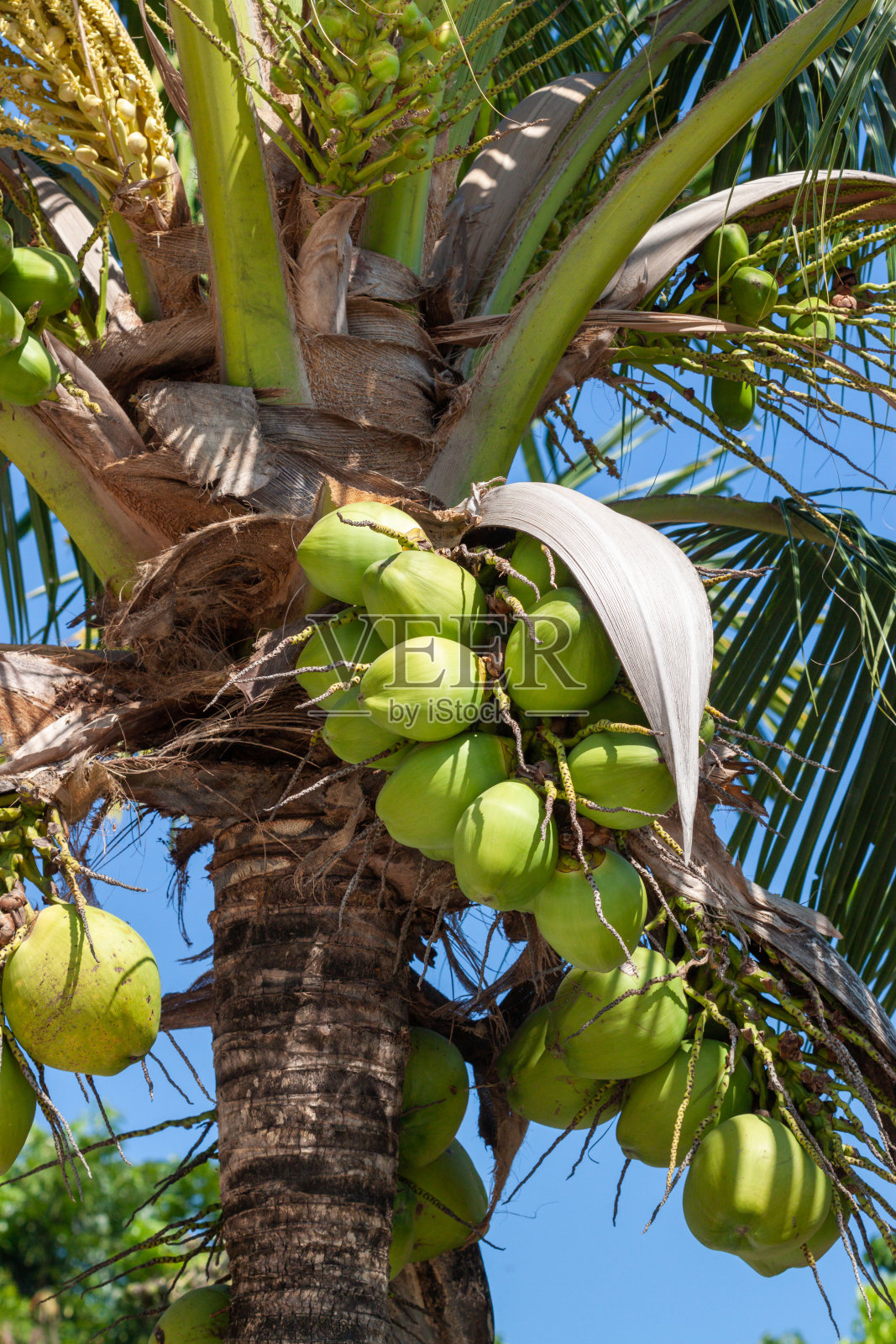 树上的绿椰子照片摄影图片