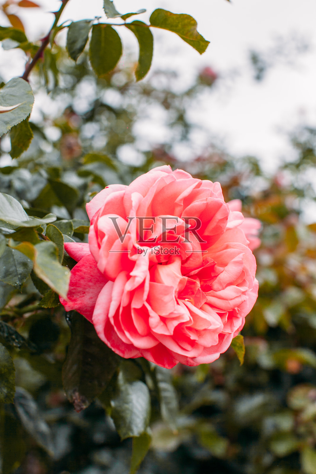 近距离观察盛开在花园灌木上的异常美丽的玫瑰。园艺的概念。照片摄影图片