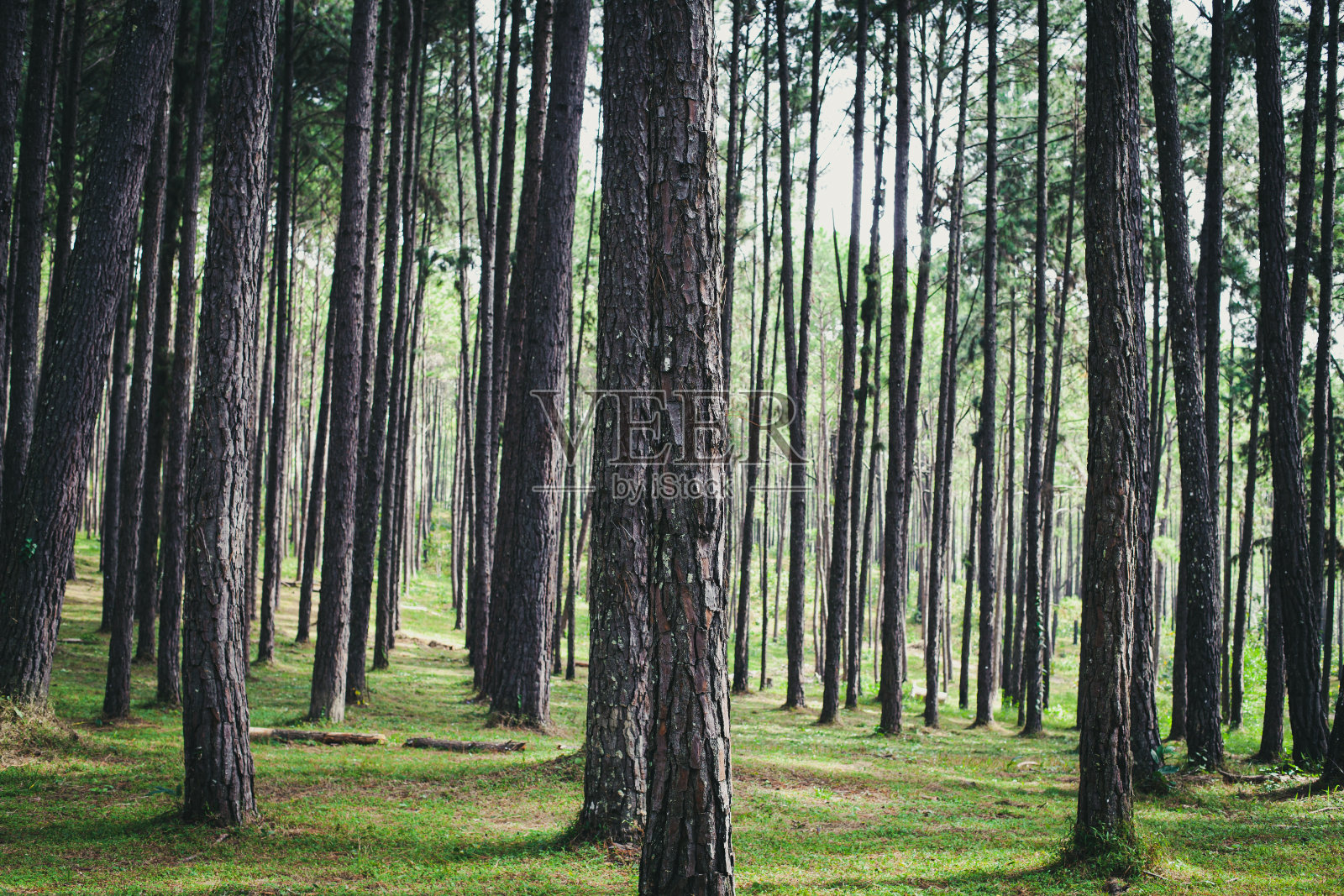 森林松树。照片摄影图片