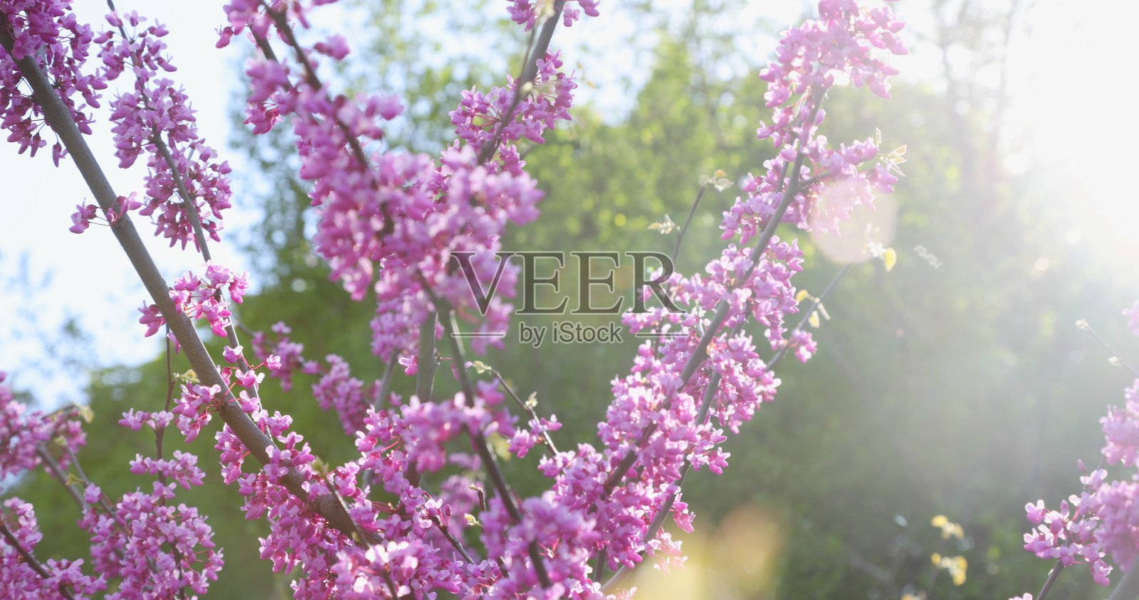 光束穿过盛开的紫荆树，在风中摇曳照片摄影图片
