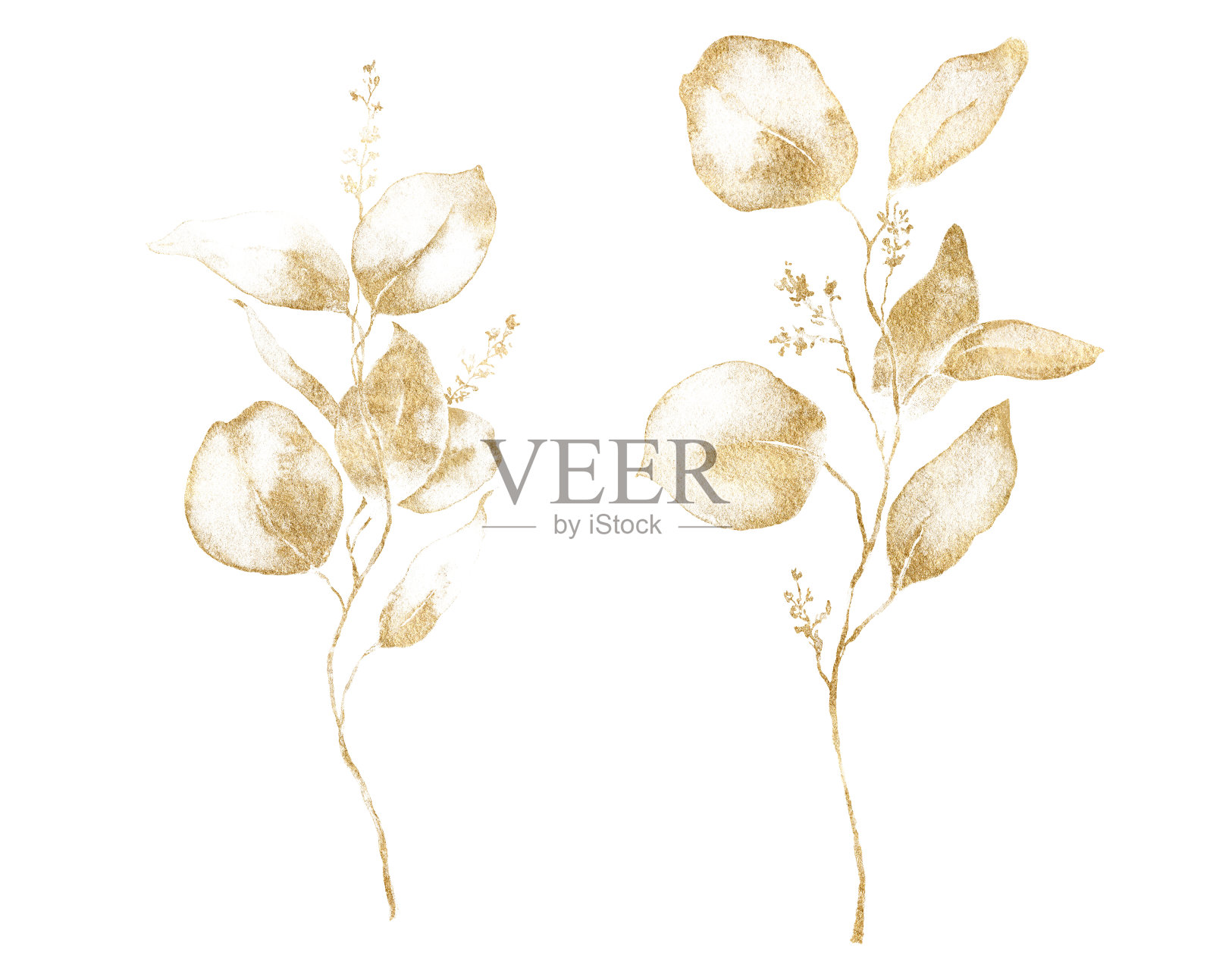水彩花套金桉树的种子，树枝和叶子。手绘银元桉树孤立在白色的背景。插图设计，印刷，织物或背景。插画图片素材