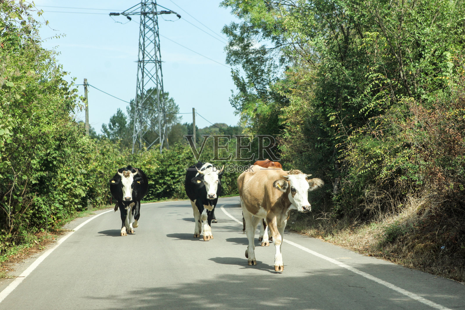 奶牛走在路上照片摄影图片