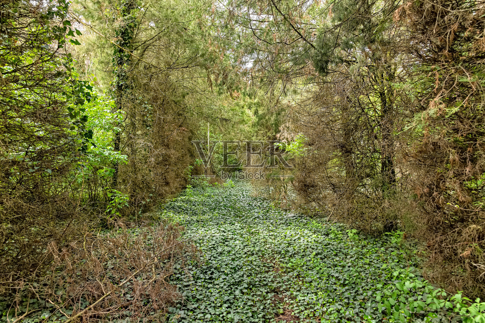 常青藤生长在树林的地面上。照片摄影图片