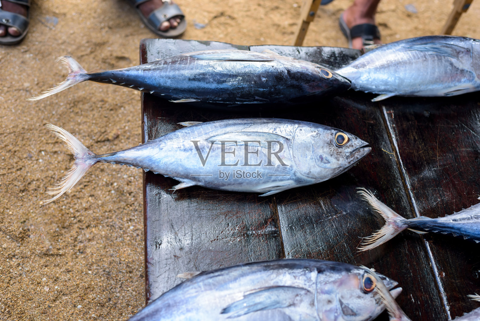 斯里兰卡市场上的新鲜金枪鱼。照片摄影图片