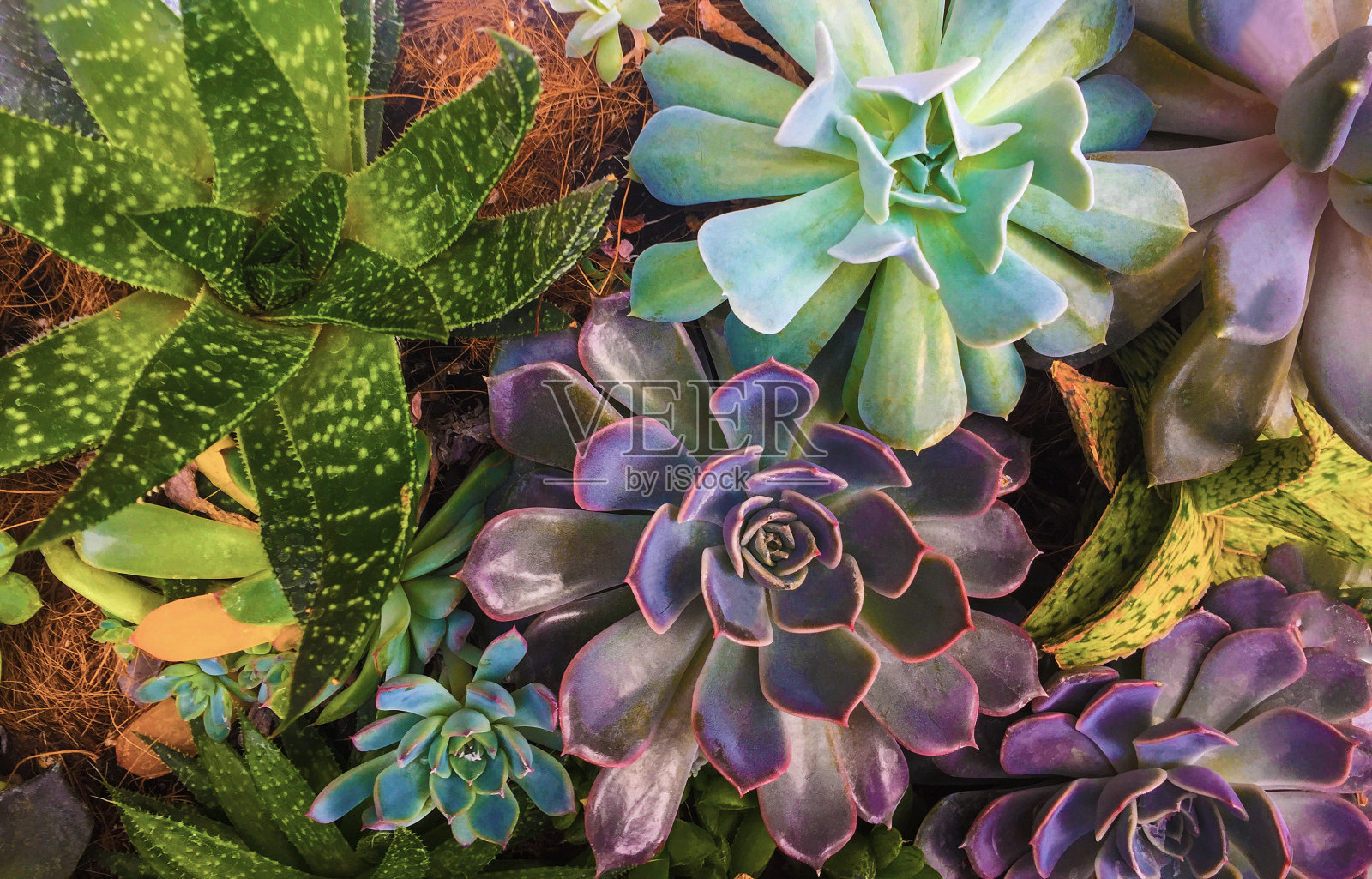 彩色肉质植物背景纹理照片摄影图片
