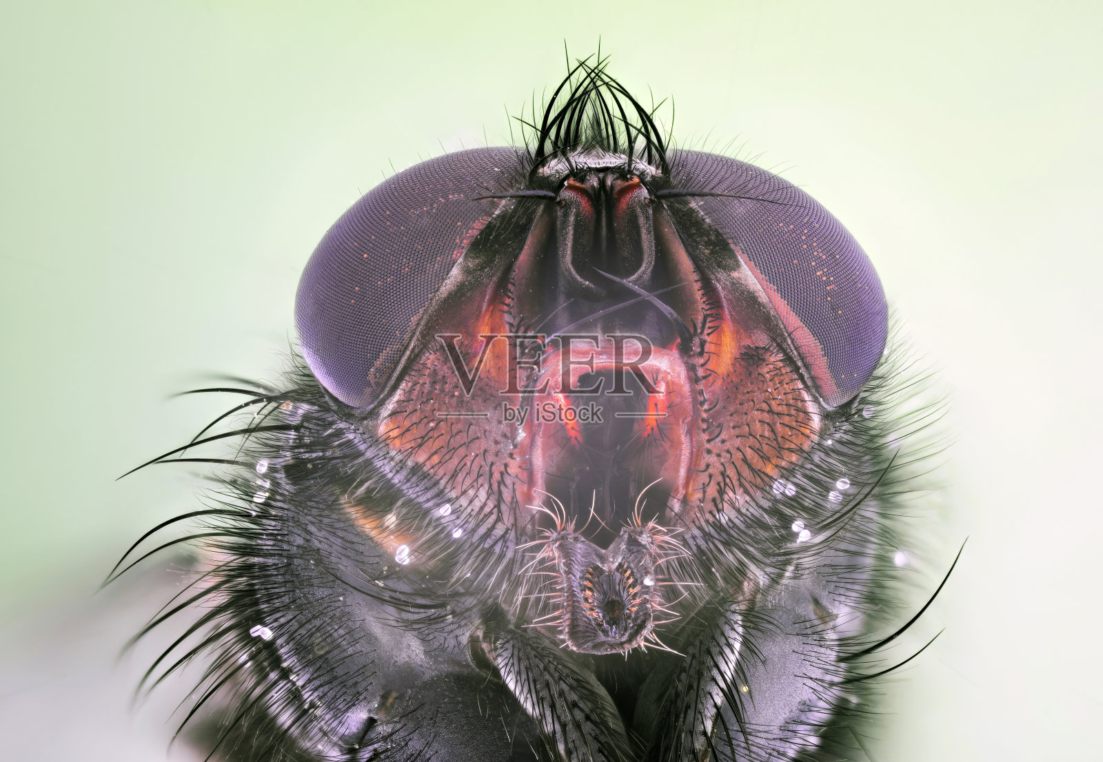利用聚焦叠加技术，用显微镜物镜拍摄昆虫照片摄影图片