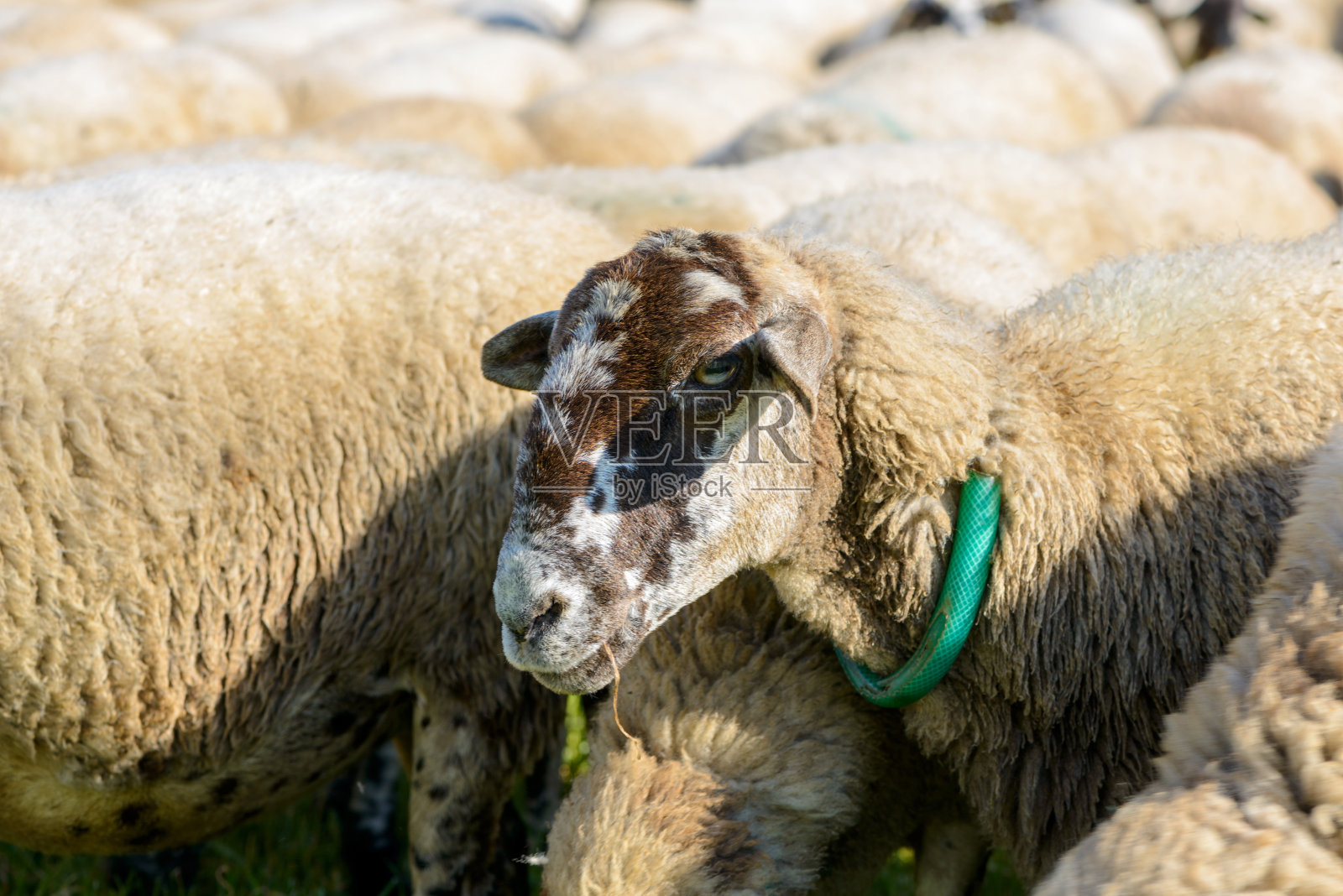 羊在田野里吃草照片摄影图片