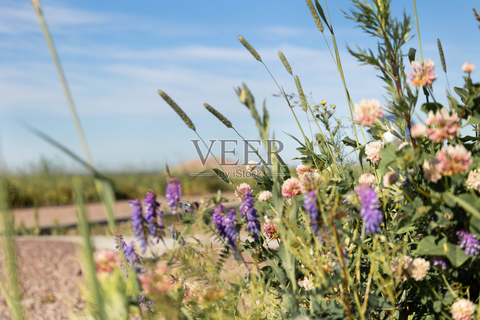 阳光明媚的日子里，田野上五彩缤纷的天然草地鲜花。夏日蓝天全景。有选择性的重点照片摄影图片