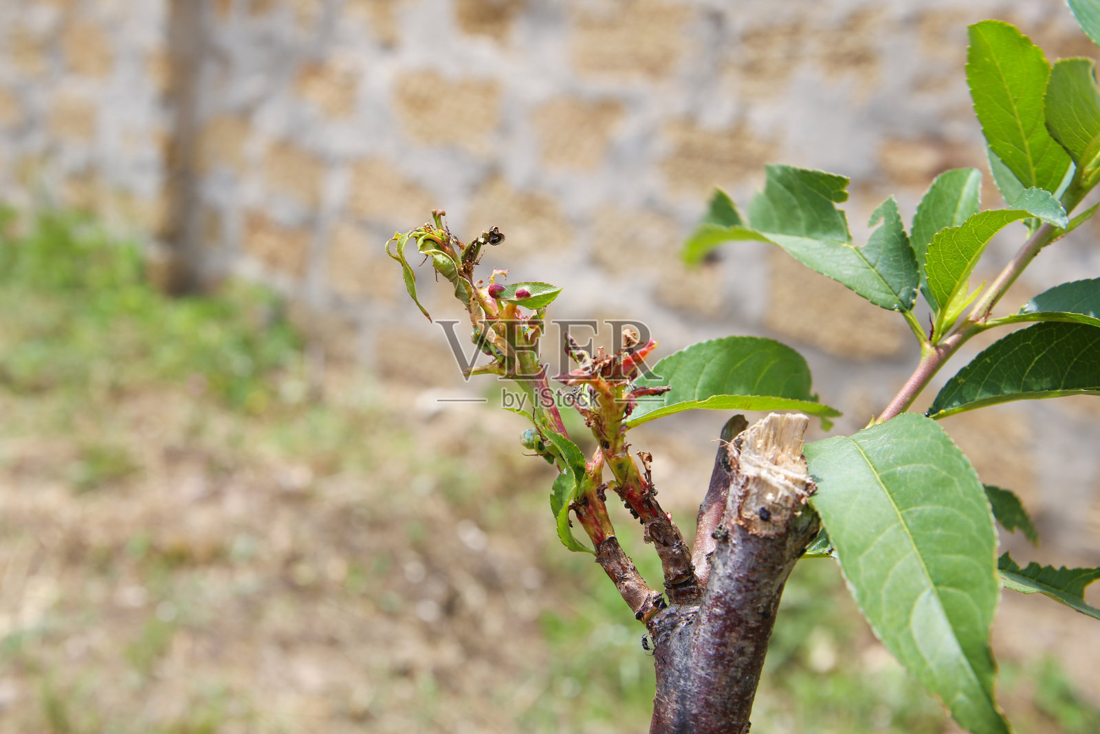 桃叶受真菌影响。树木病虫害的概念。照片摄影图片