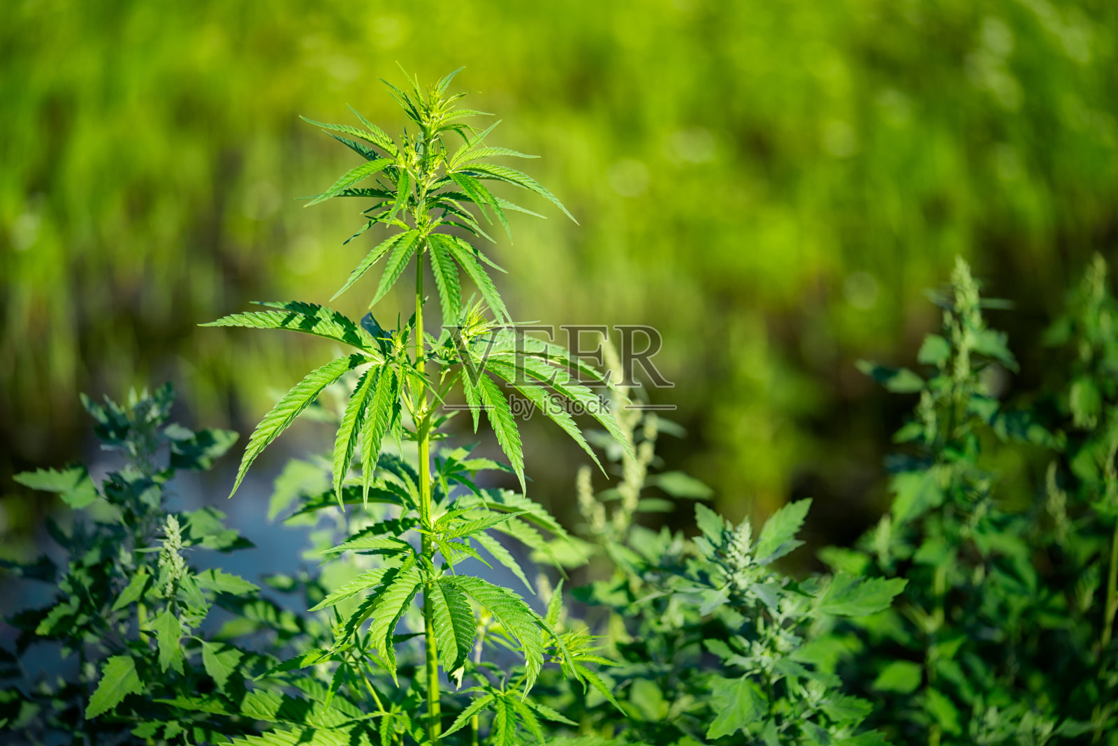 大麻分支生长在一个毒品种植园农场，近距离选择性集中。照片摄影图片
