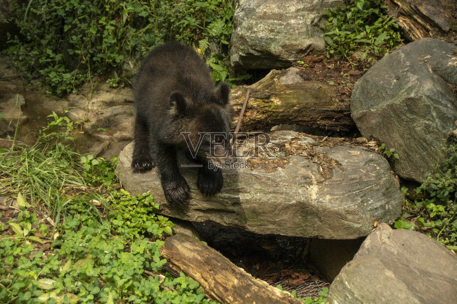 可爱的小黑熊照片摄影图片