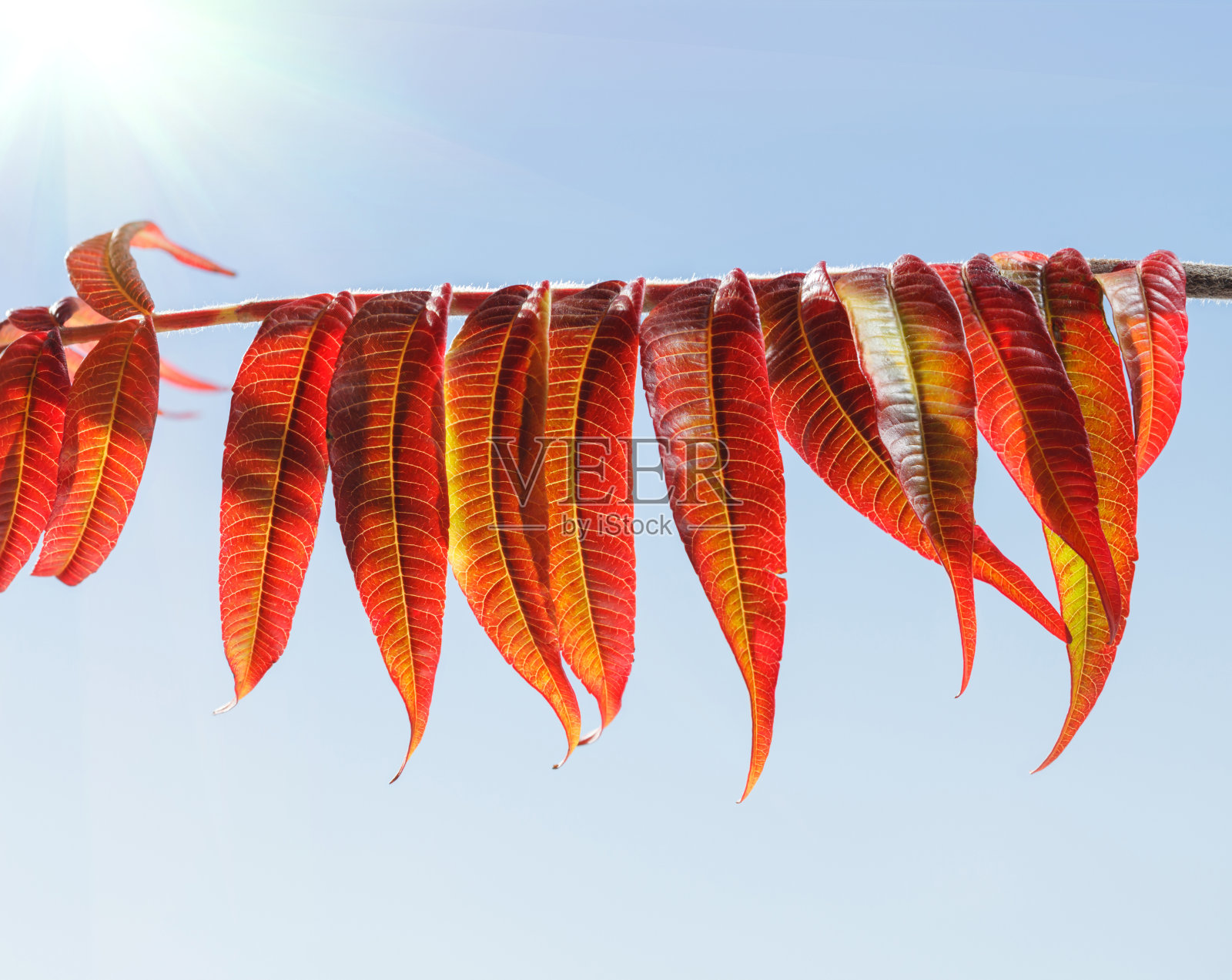醋树红叶在阳光明媚的日子照片摄影图片