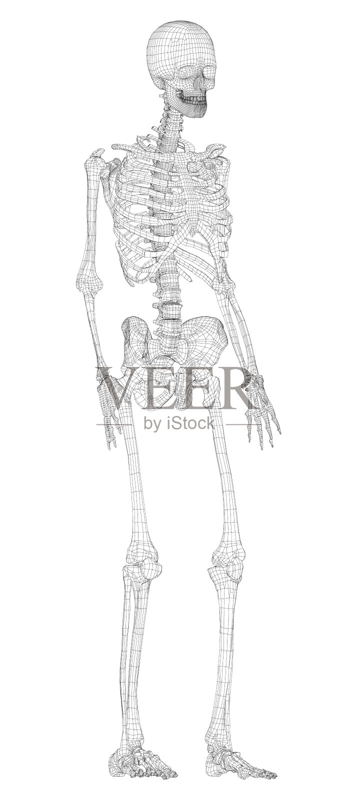 人类的骨骼。向量设计元素图片