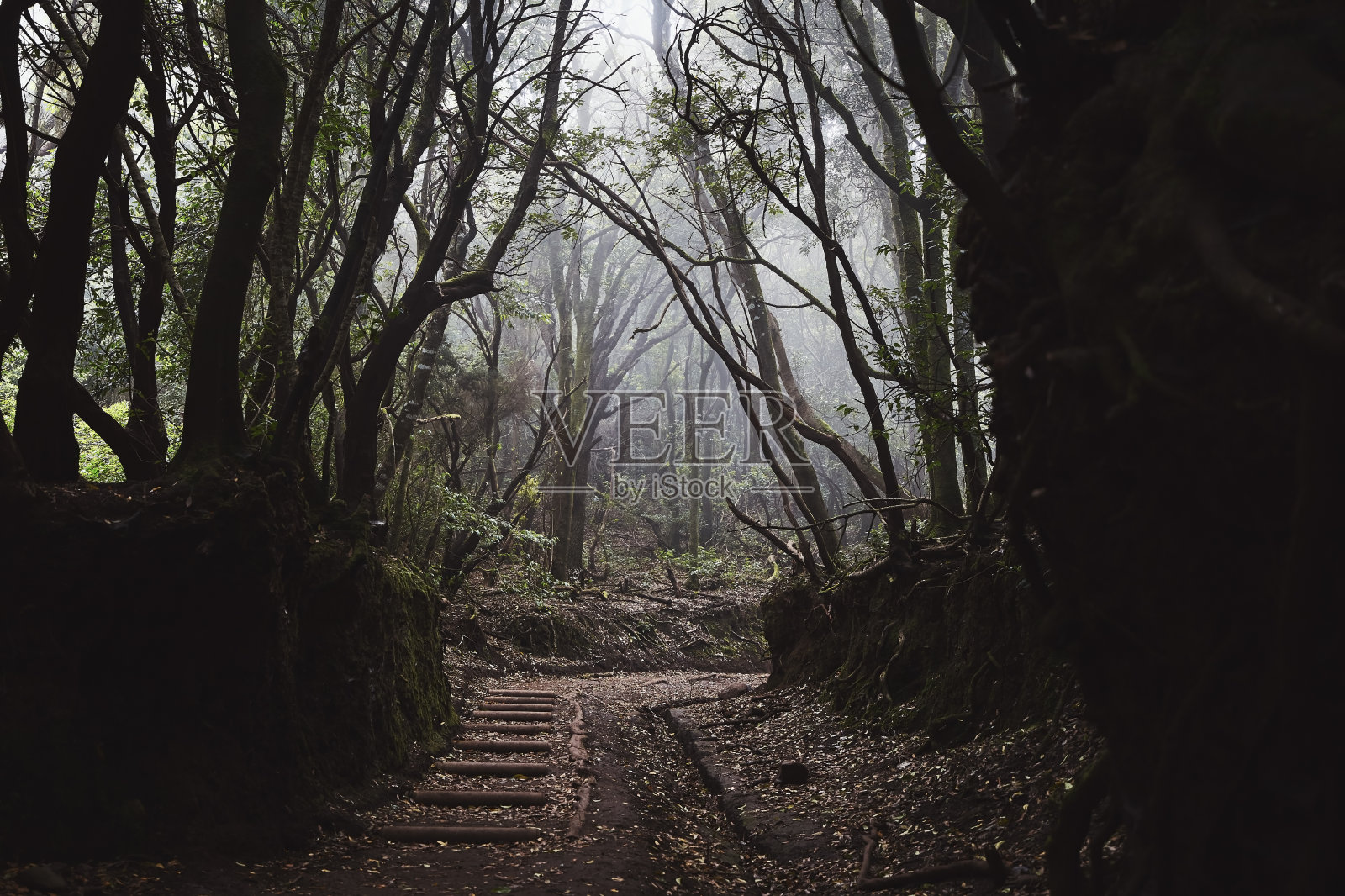 在神秘的雾蒙蒙的森林里徒步行走照片摄影图片