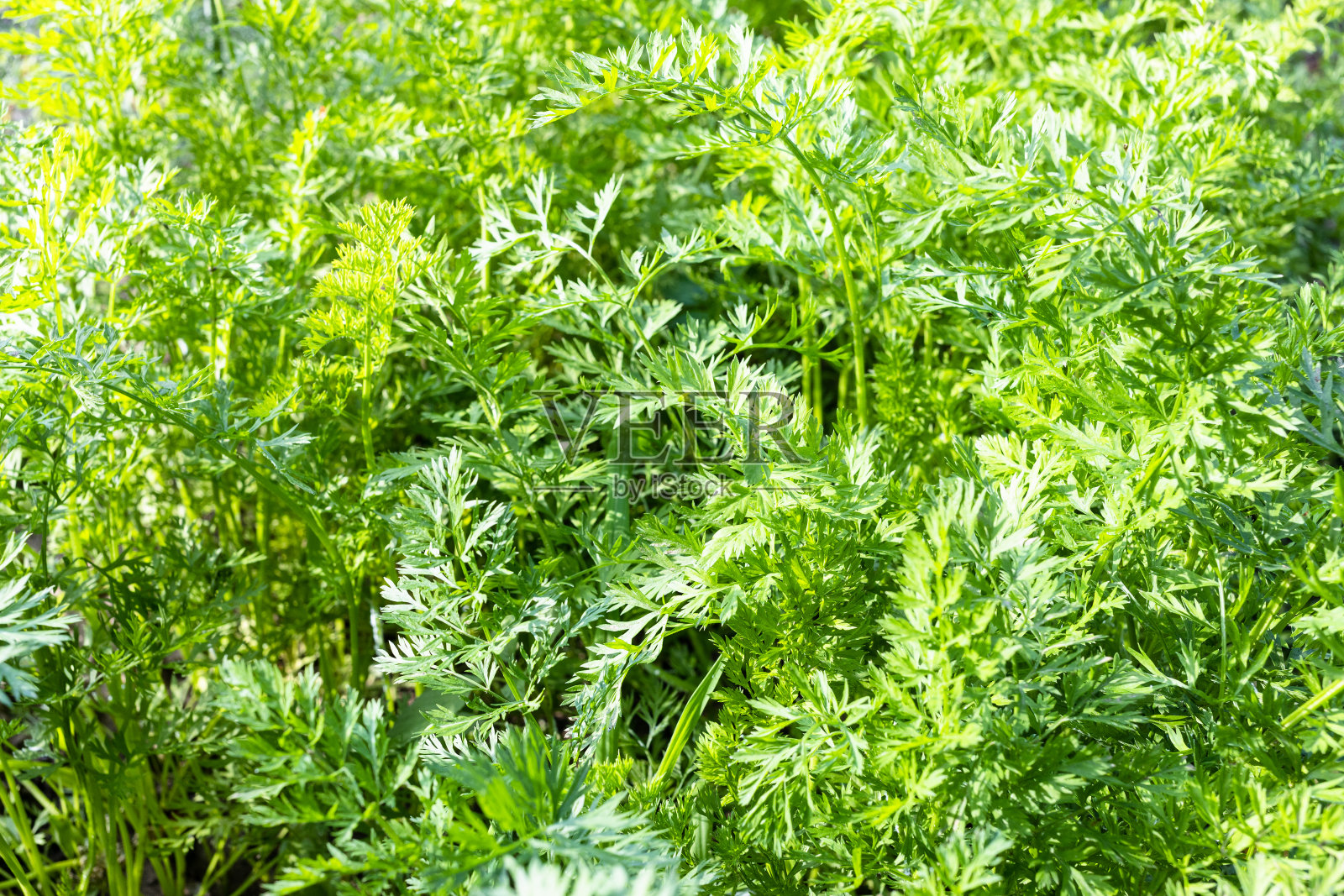 花园背景-绿色的胡萝卜植物的叶子照片摄影图片