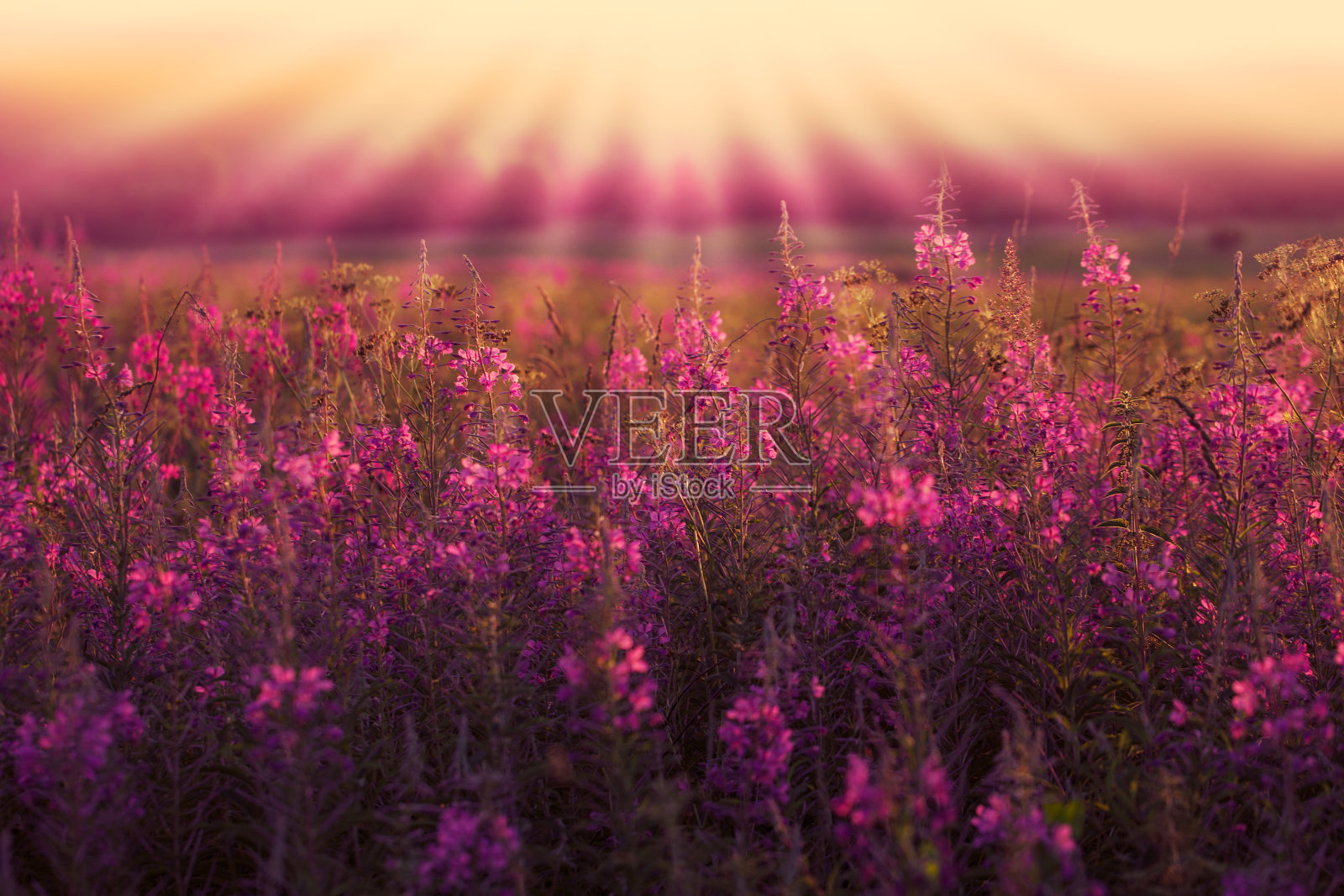 夕阳下盛开的草地。阳光和植物的开花照片摄影图片