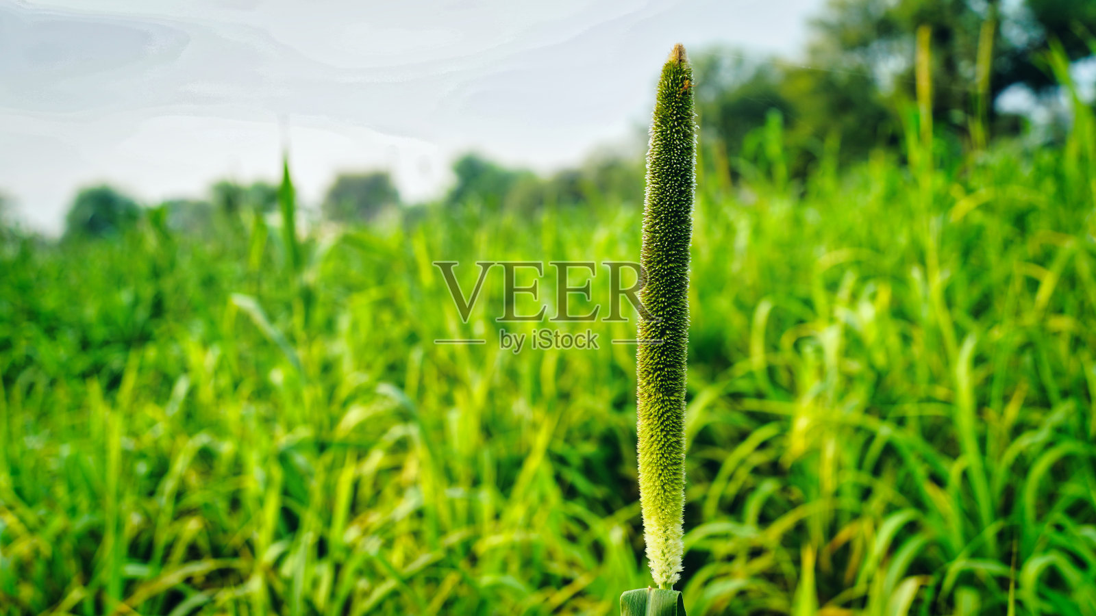 美丽的绿色小米芽。生长巴吉拉植物，开花营养，热带作物照片摄影图片