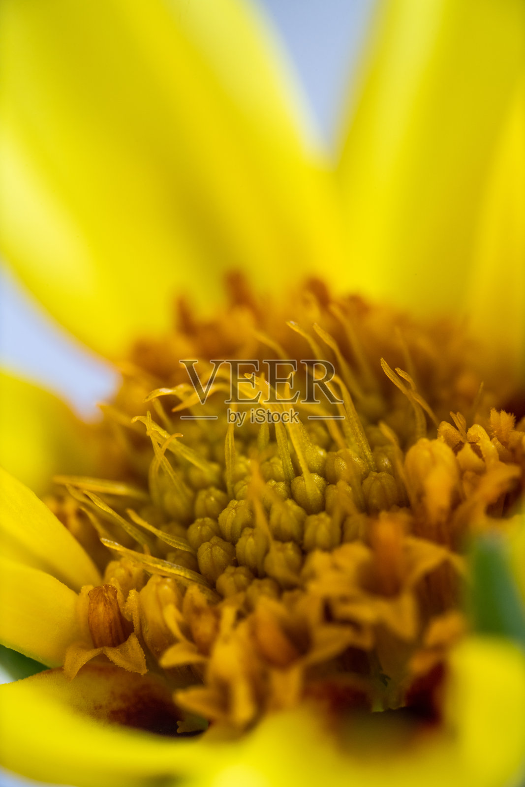 一个黄色的花照片摄影图片