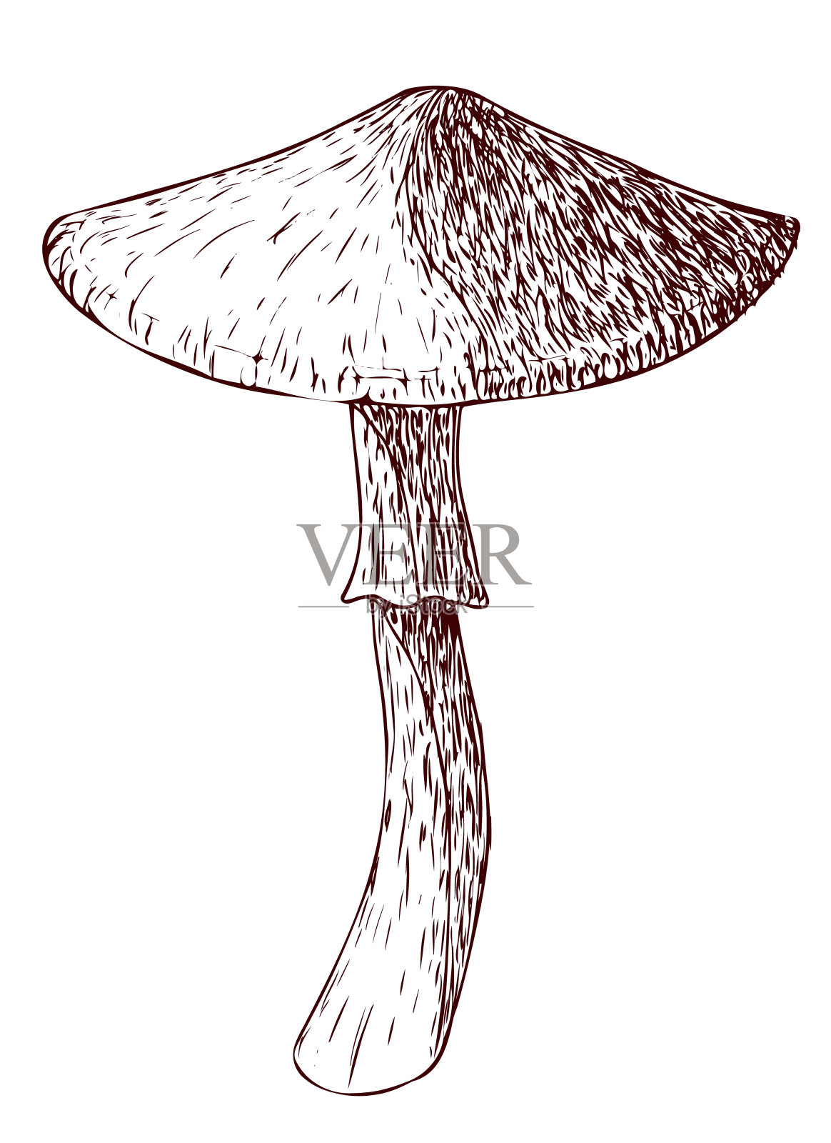 蘑菇孤立在白色的背景上插画图片素材
