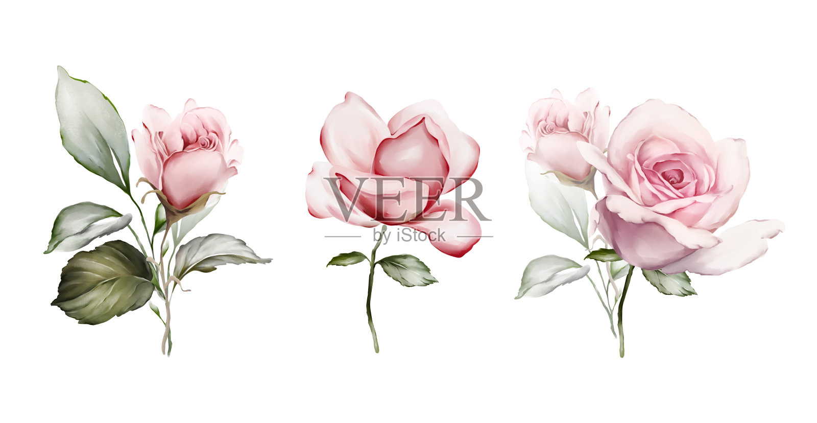 水彩画风格的玫瑰花束。贺卡花插画图片素材