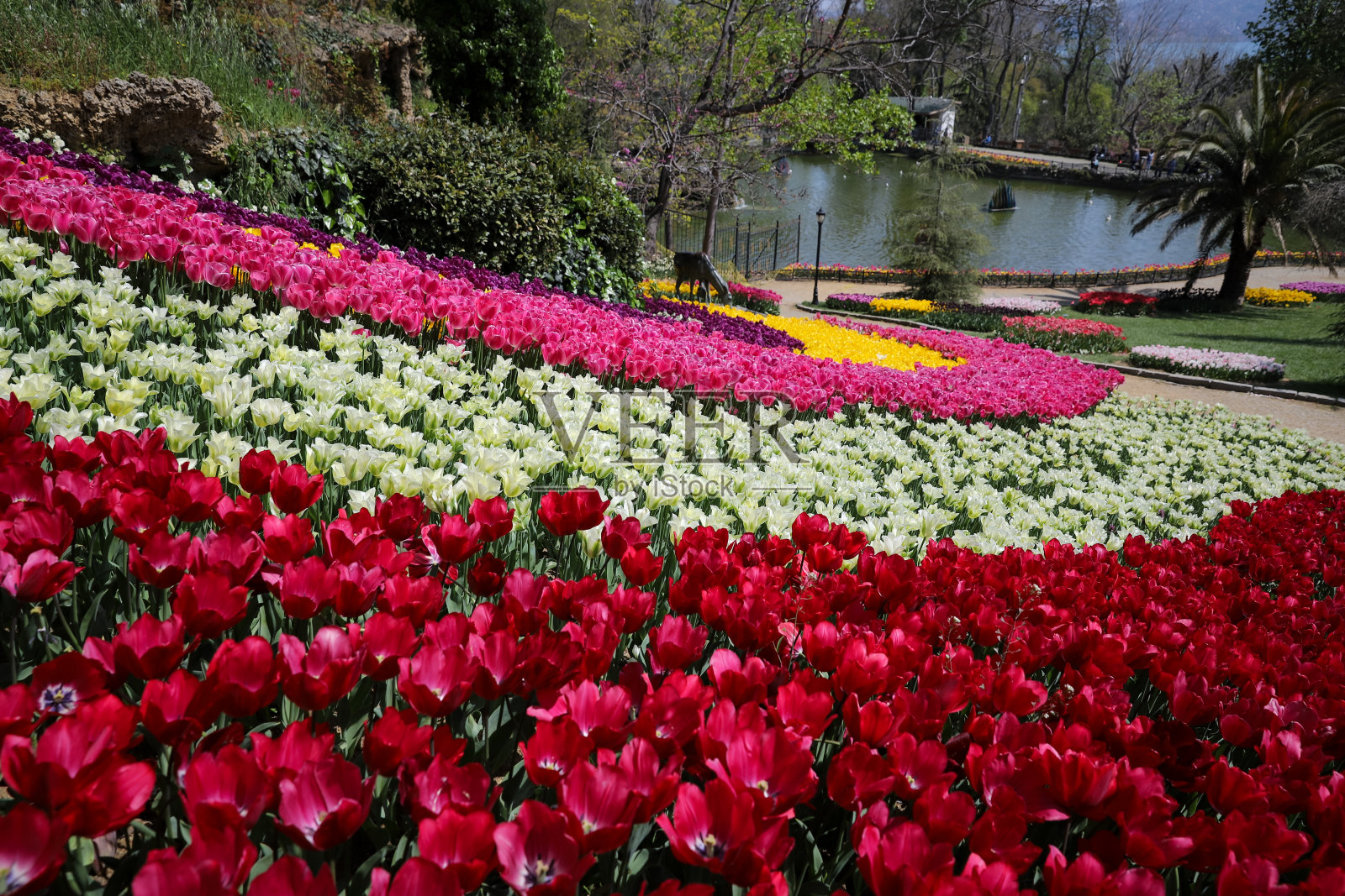 土耳其伊斯坦布尔市，阿联酋公园里五颜六色的郁金香照片摄影图片