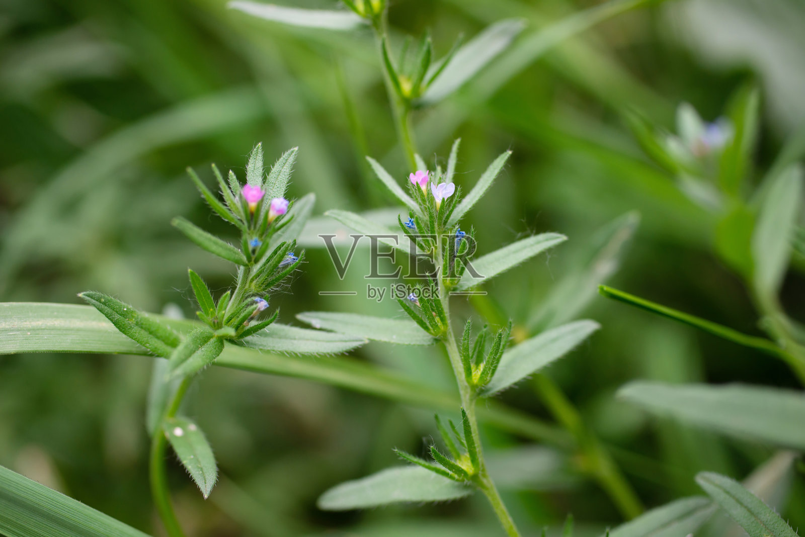 紫草粉红色花朵特写照片摄影图片
