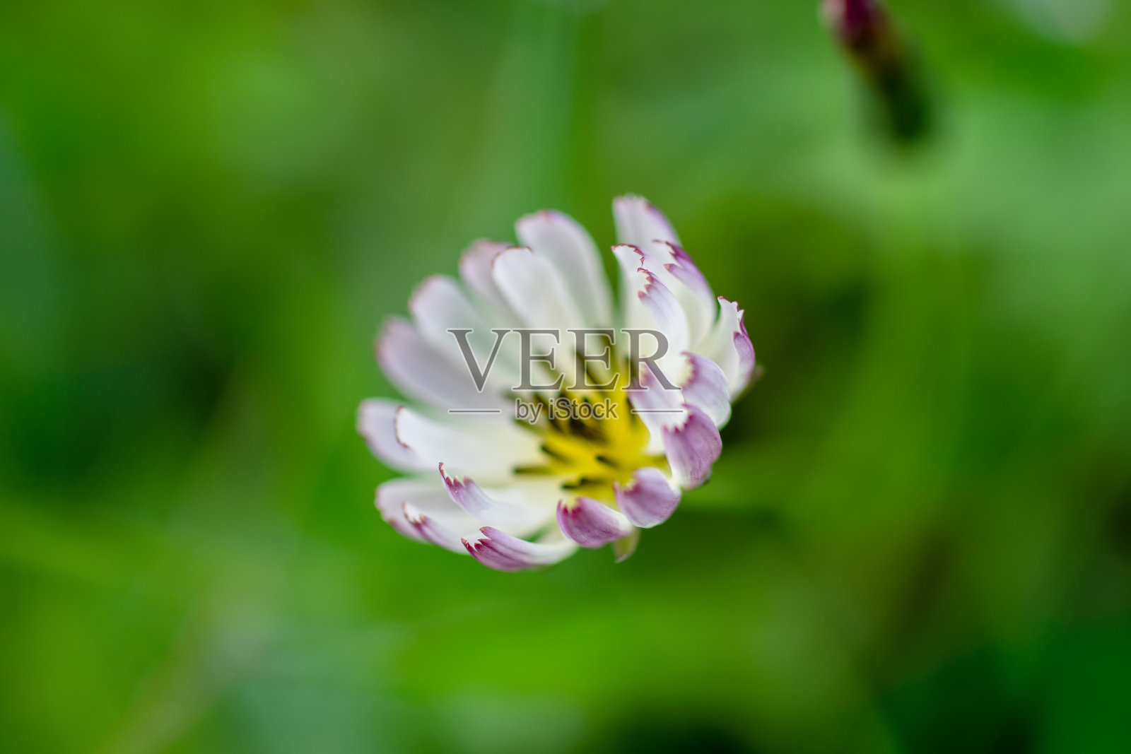 特写镜头:盛开的菊苣花照片摄影图片